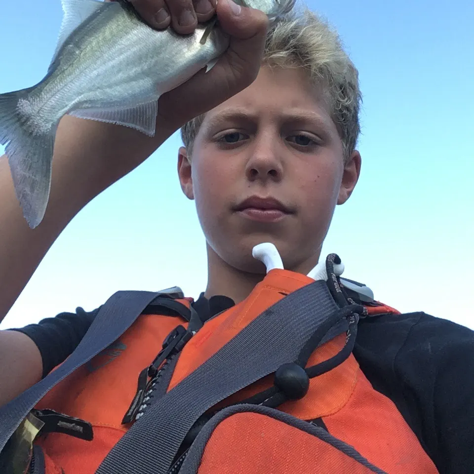 Bluefish caught on Fishbrain