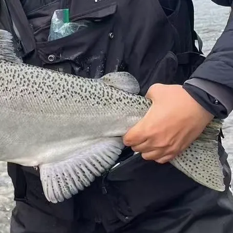 Chinook salmon caught on Fishbrain