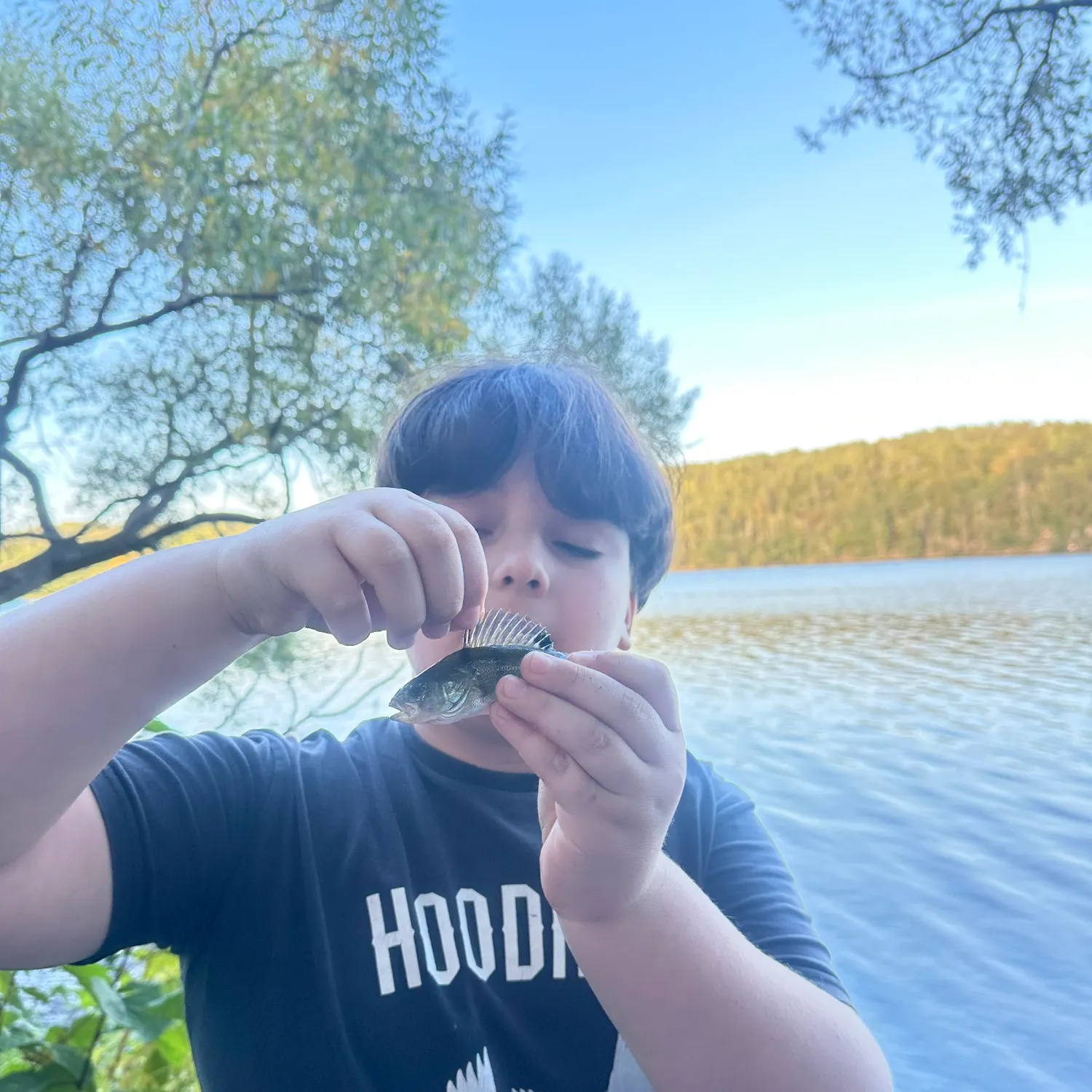 European perch caught on Fishbrain