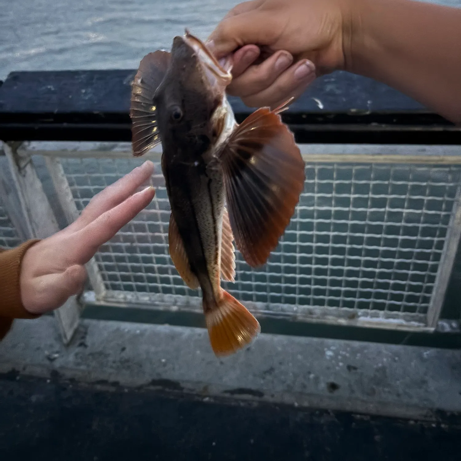 Striped searobin caught on Fishbrain