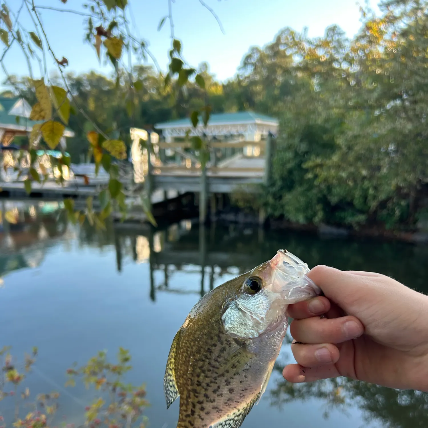 Black crappie caught on Fishbrain