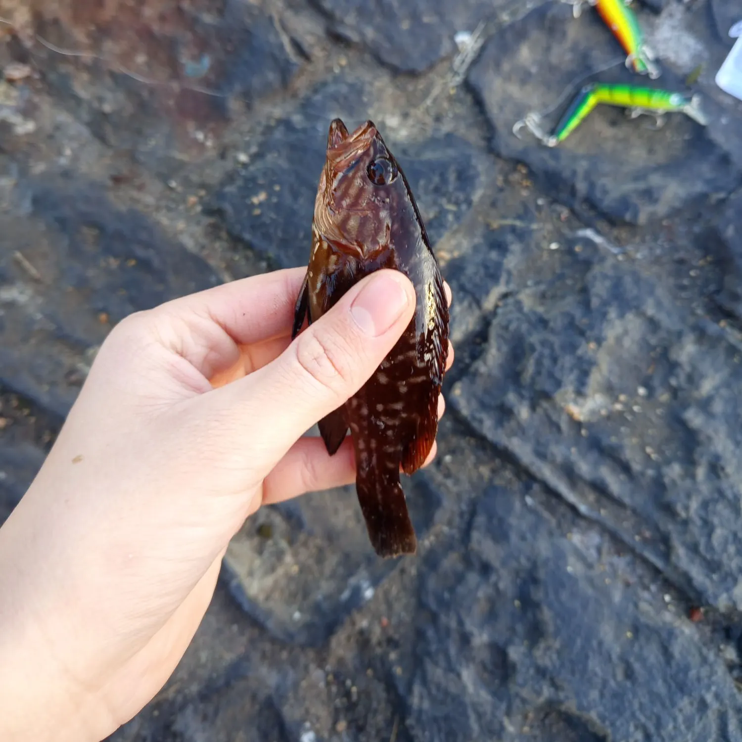 The most recent Rock hind catches on Fishbrain