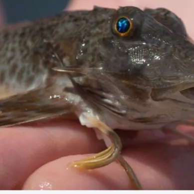Striped searobin caught on Fishbrain