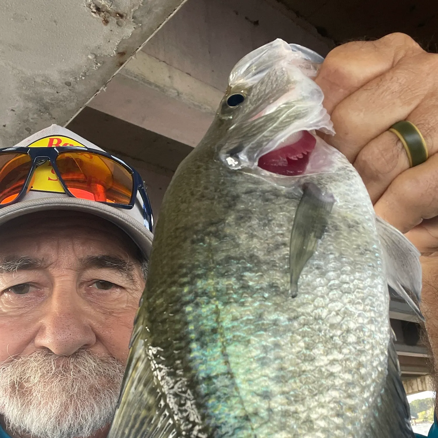 White crappie caught on Fishbrain