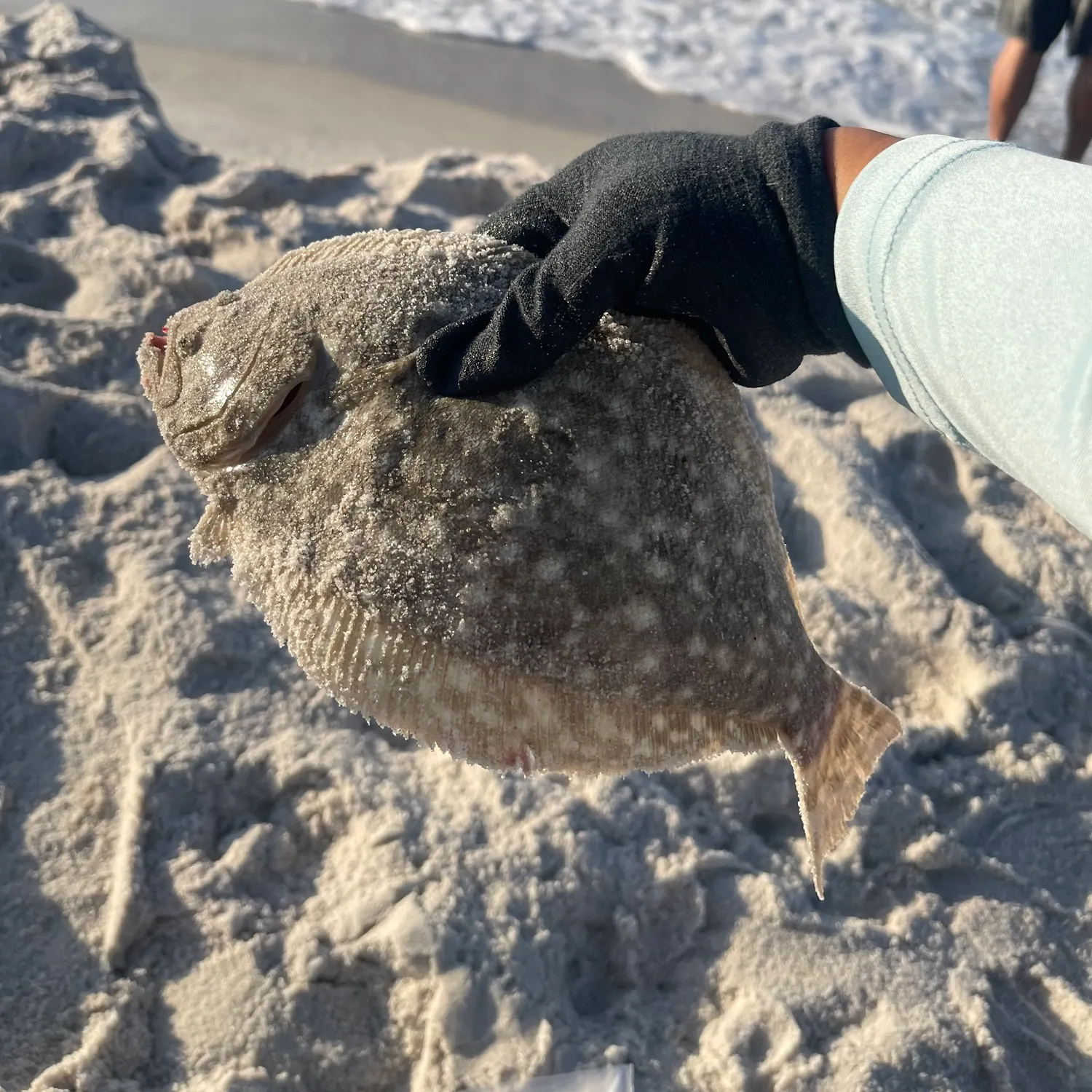The most recent Flathead flounder catches on Fishbrain