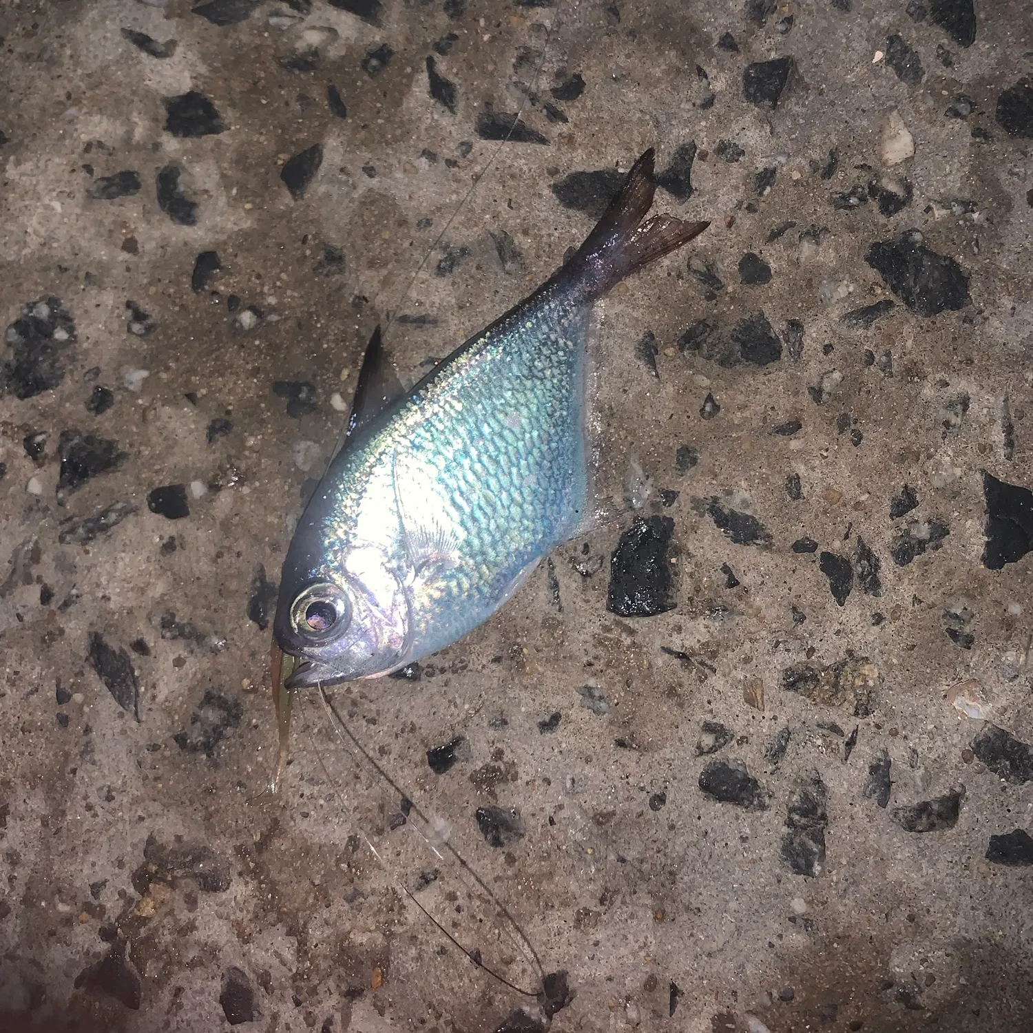 The most recent Pempheris japonica catches on Fishbrain