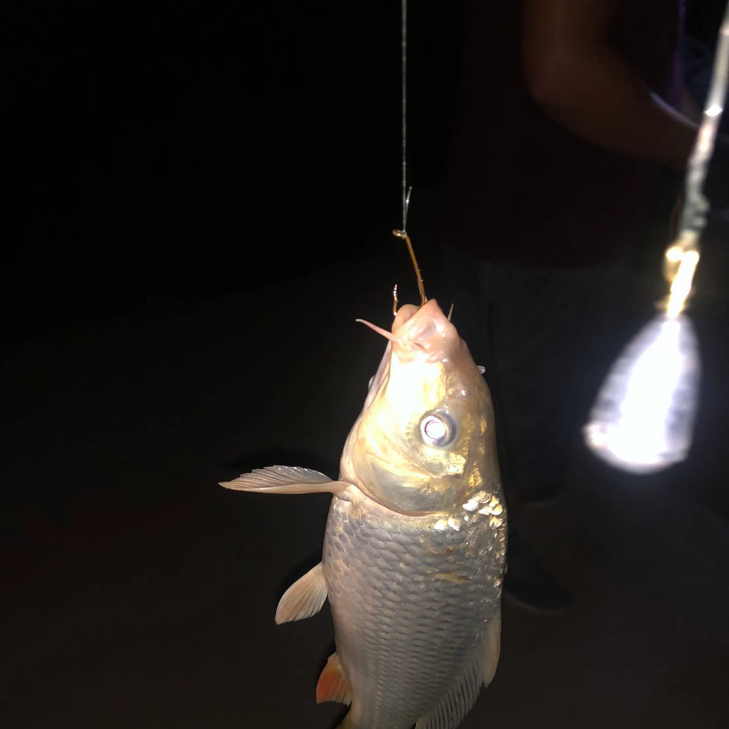 Common carp caught on Fishbrain