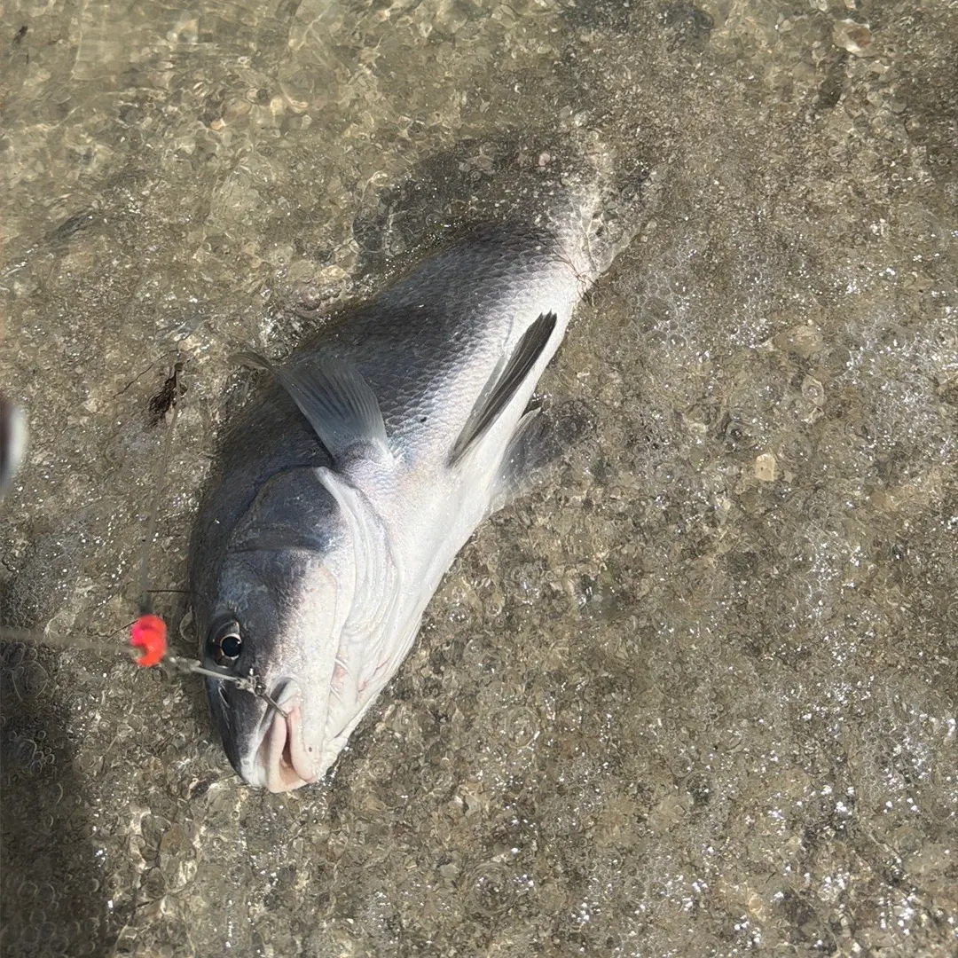 Black drum caught on Fishbrain
