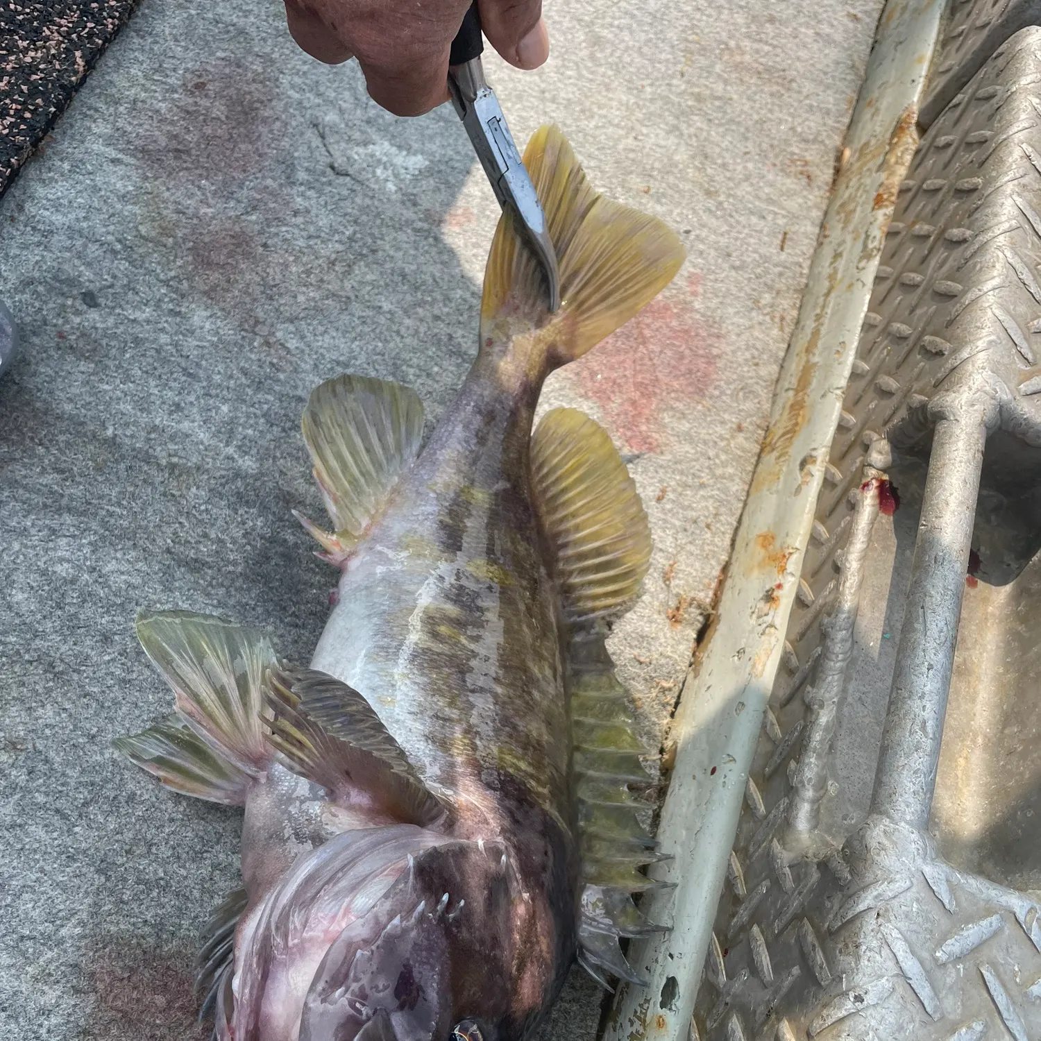 The most recent Gray rockfish catches on Fishbrain