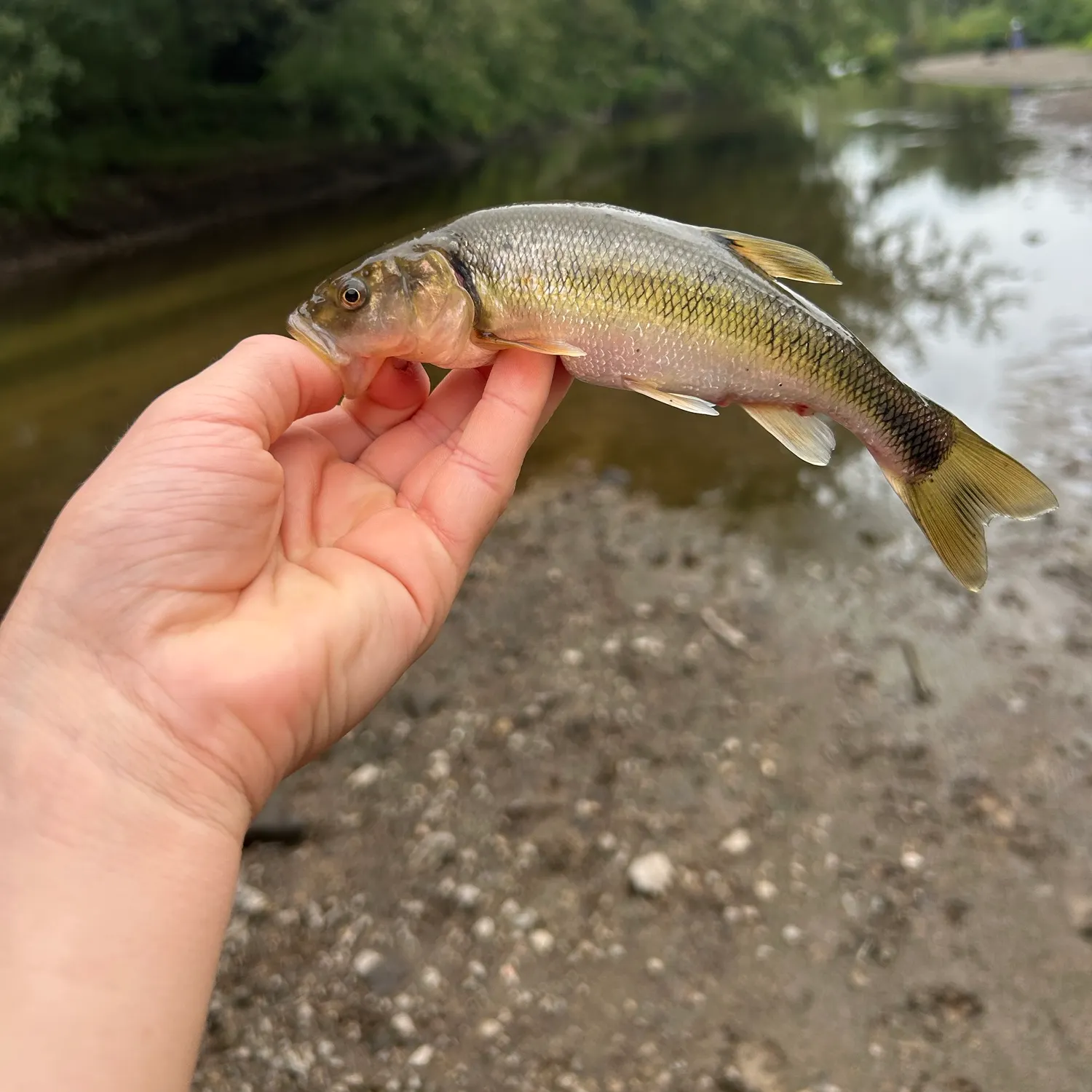 Creek chub caught on Fishbrain