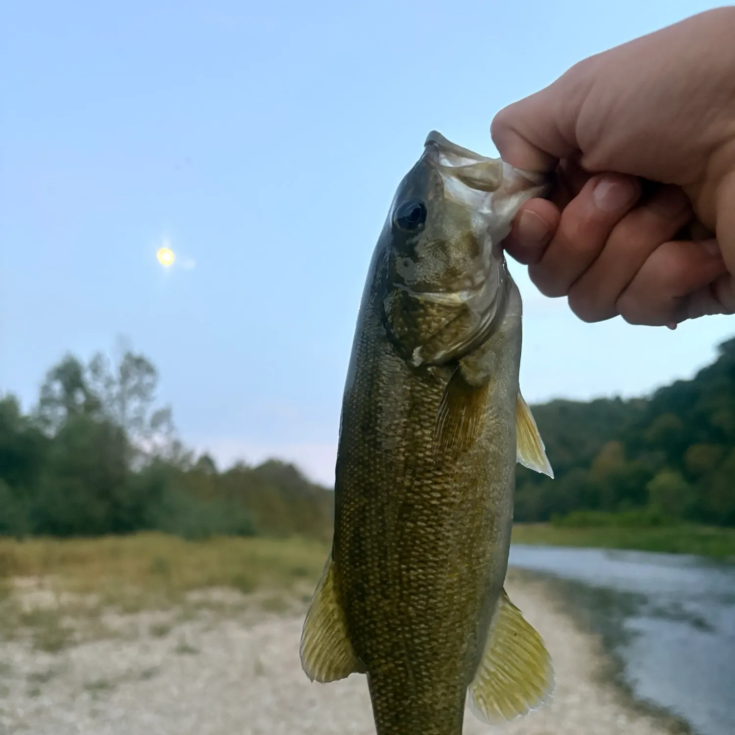 Smallmouth bass caught on Fishbrain