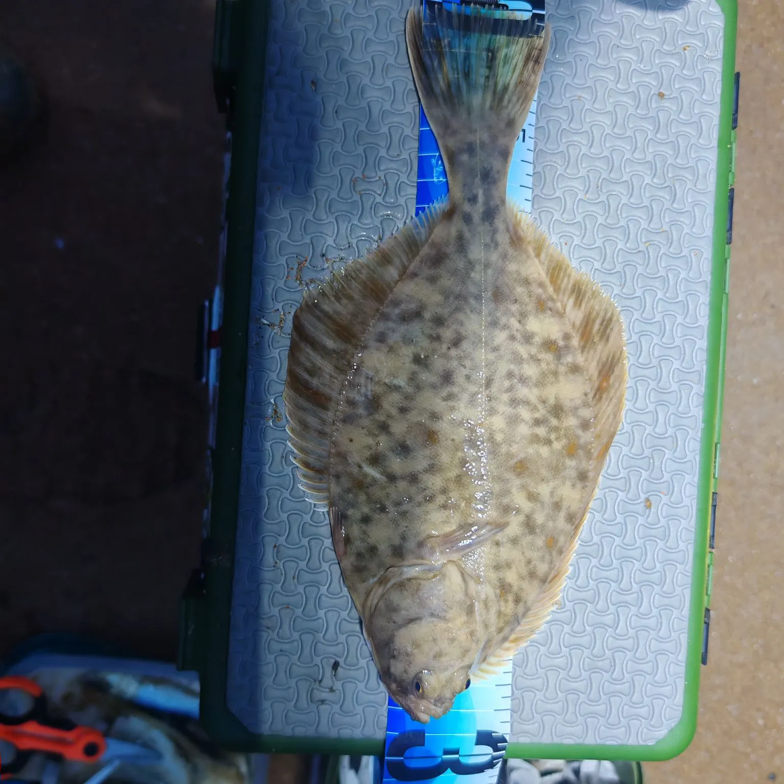 The most recent European flounder catches on Fishbrain