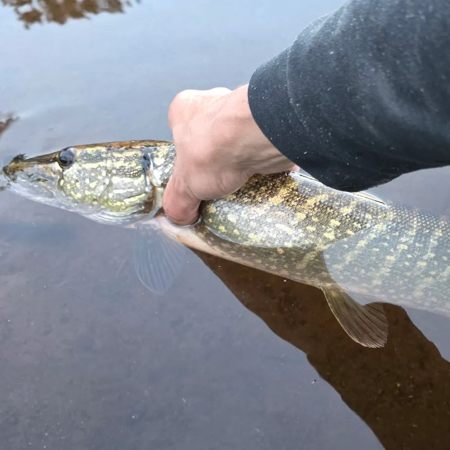 Northern pike caught on Fishbrain