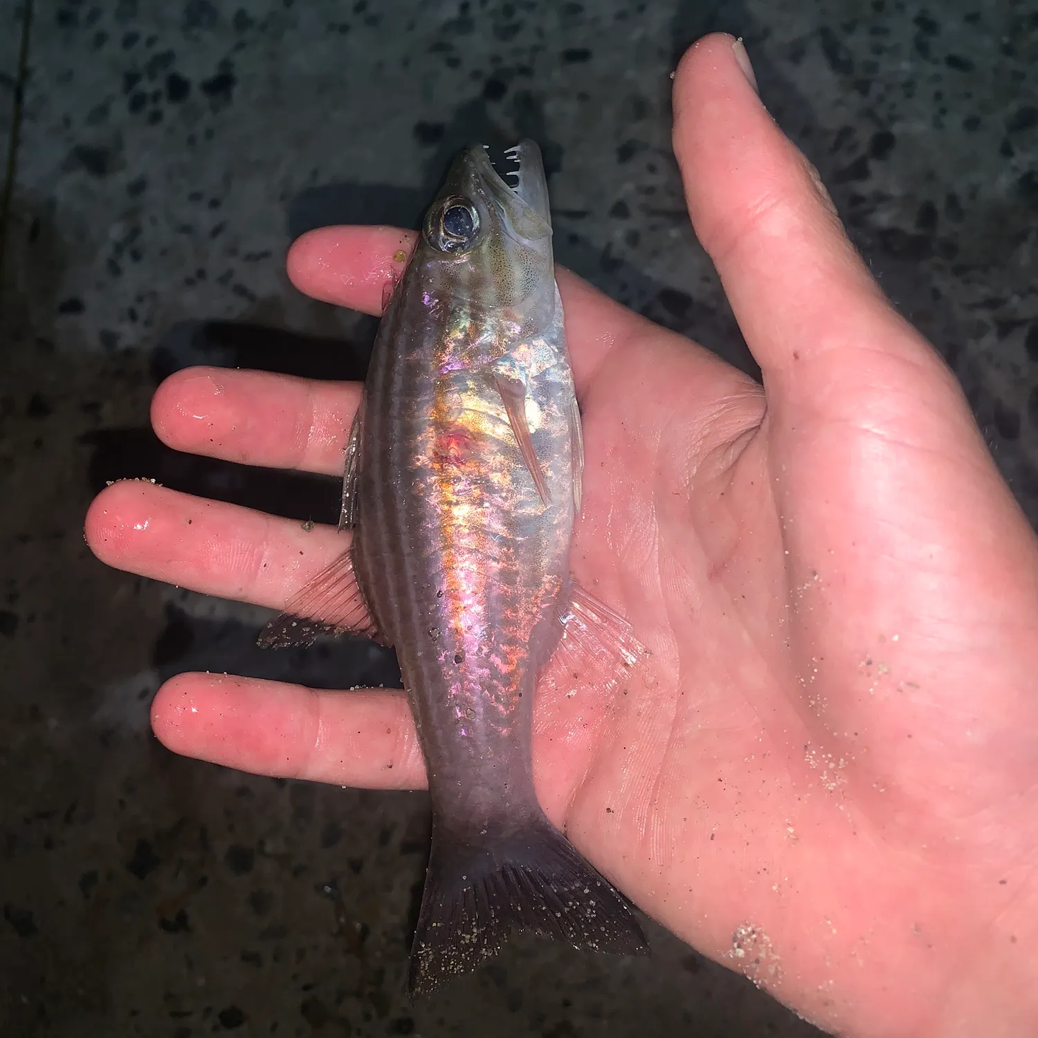 The most recent Wolf cardinalfish catches on Fishbrain