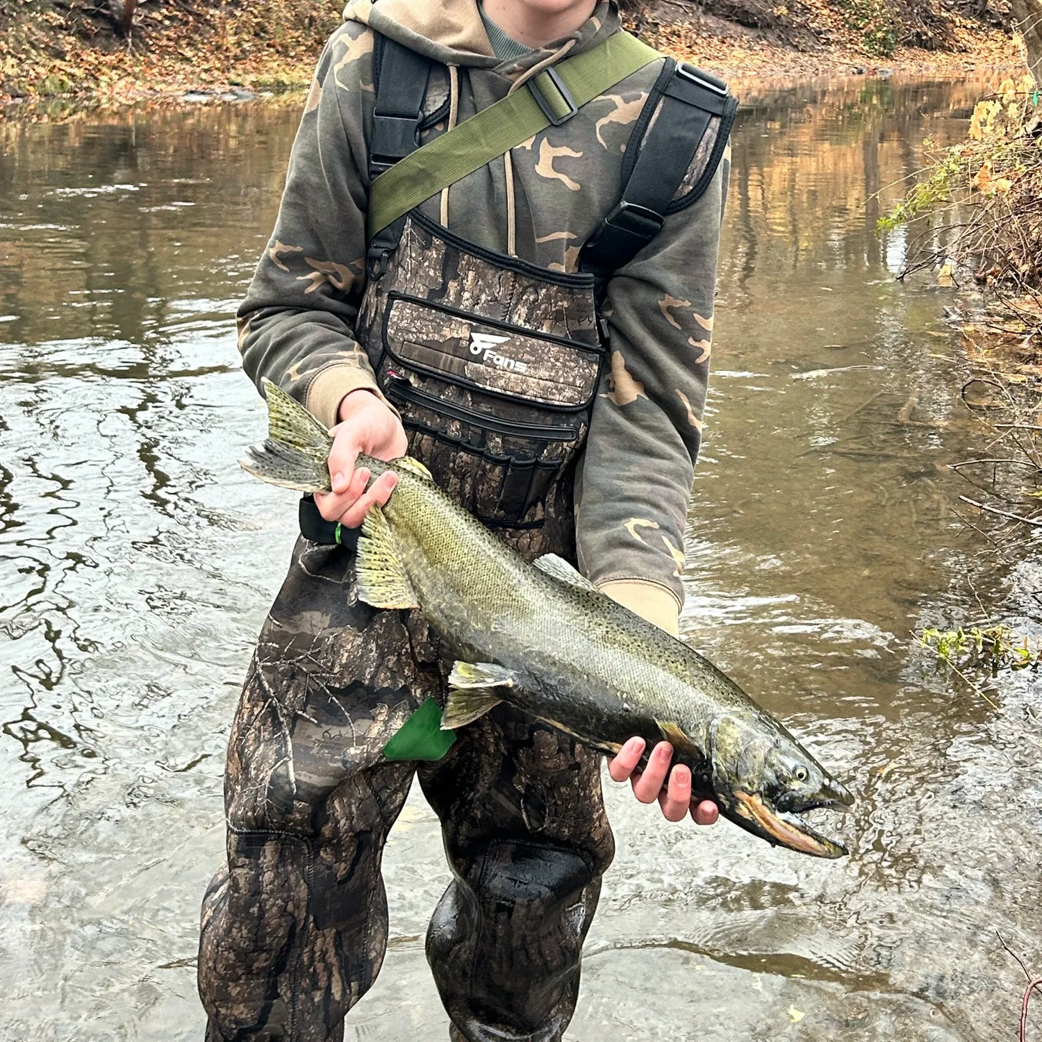 The most recent Chinook salmon catches on Fishbrain