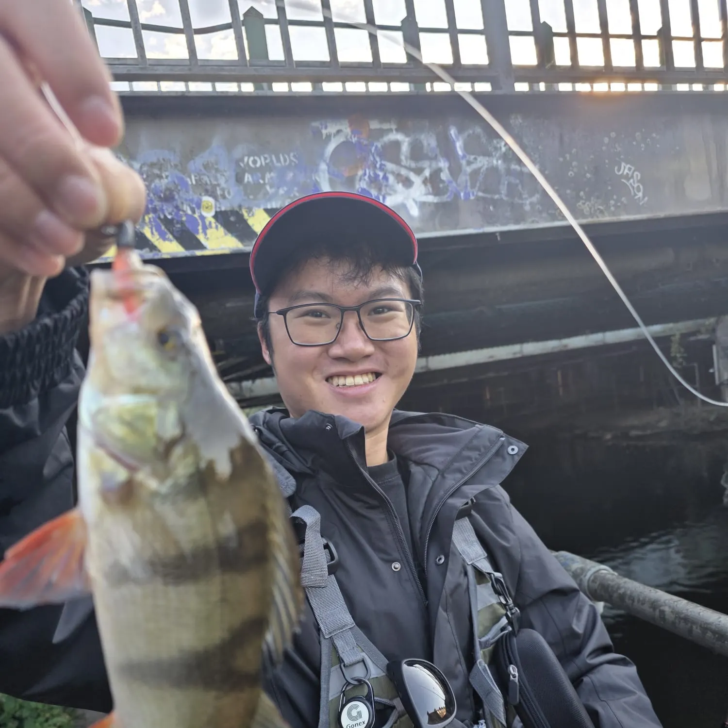 European perch caught on Fishbrain