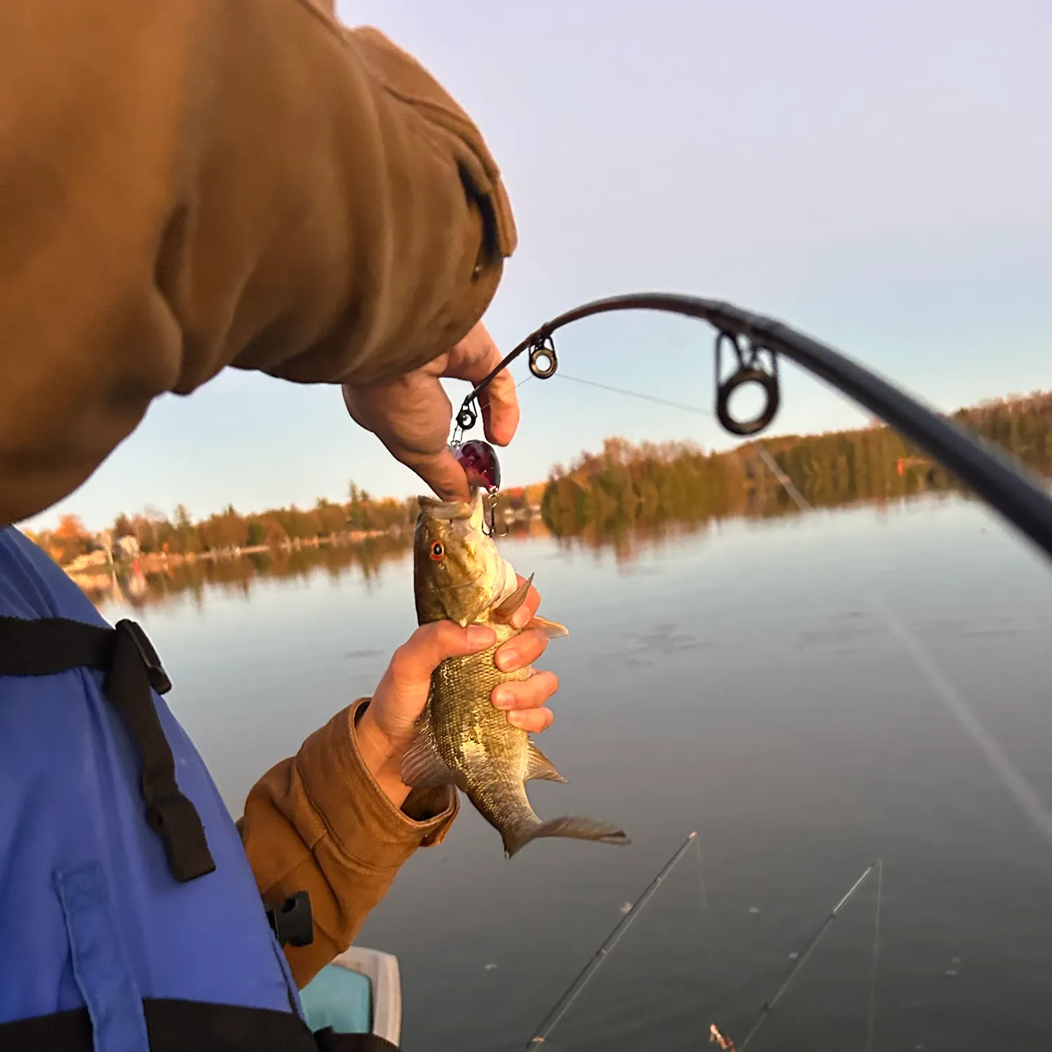 Smallmouth bass caught on Fishbrain