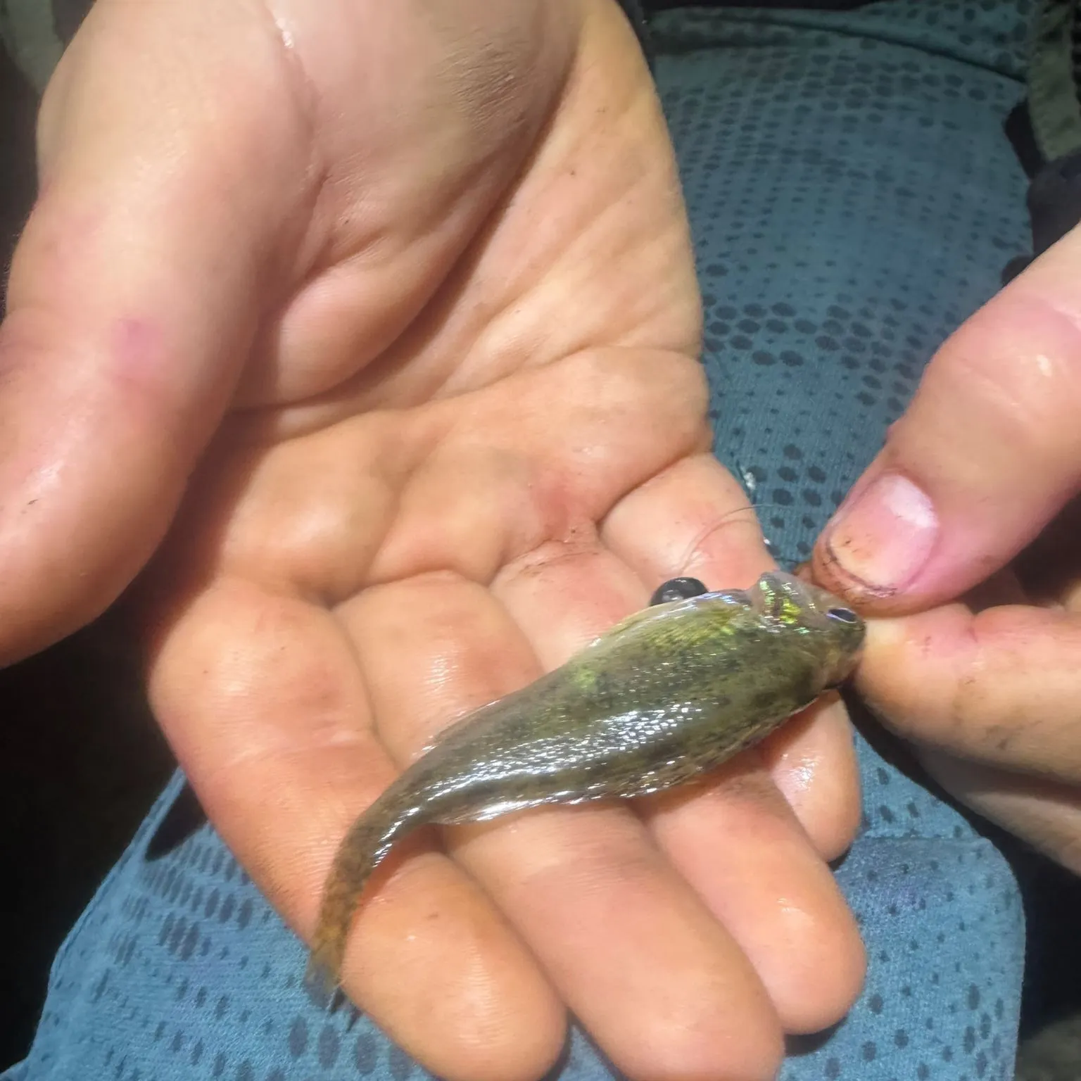 The most recent Eurasian ruffe catches on Fishbrain