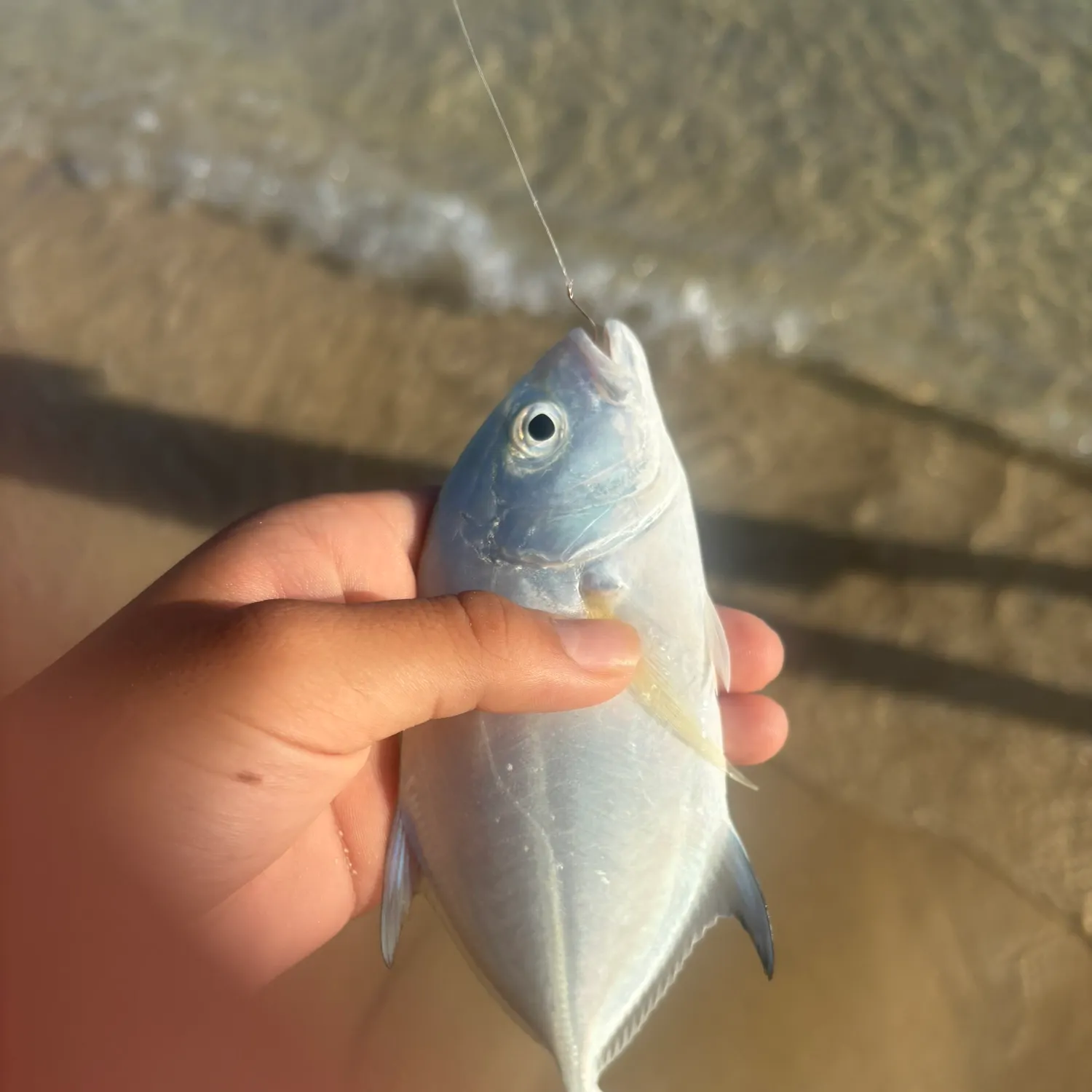 The most recent Bluefin trevally catches on Fishbrain