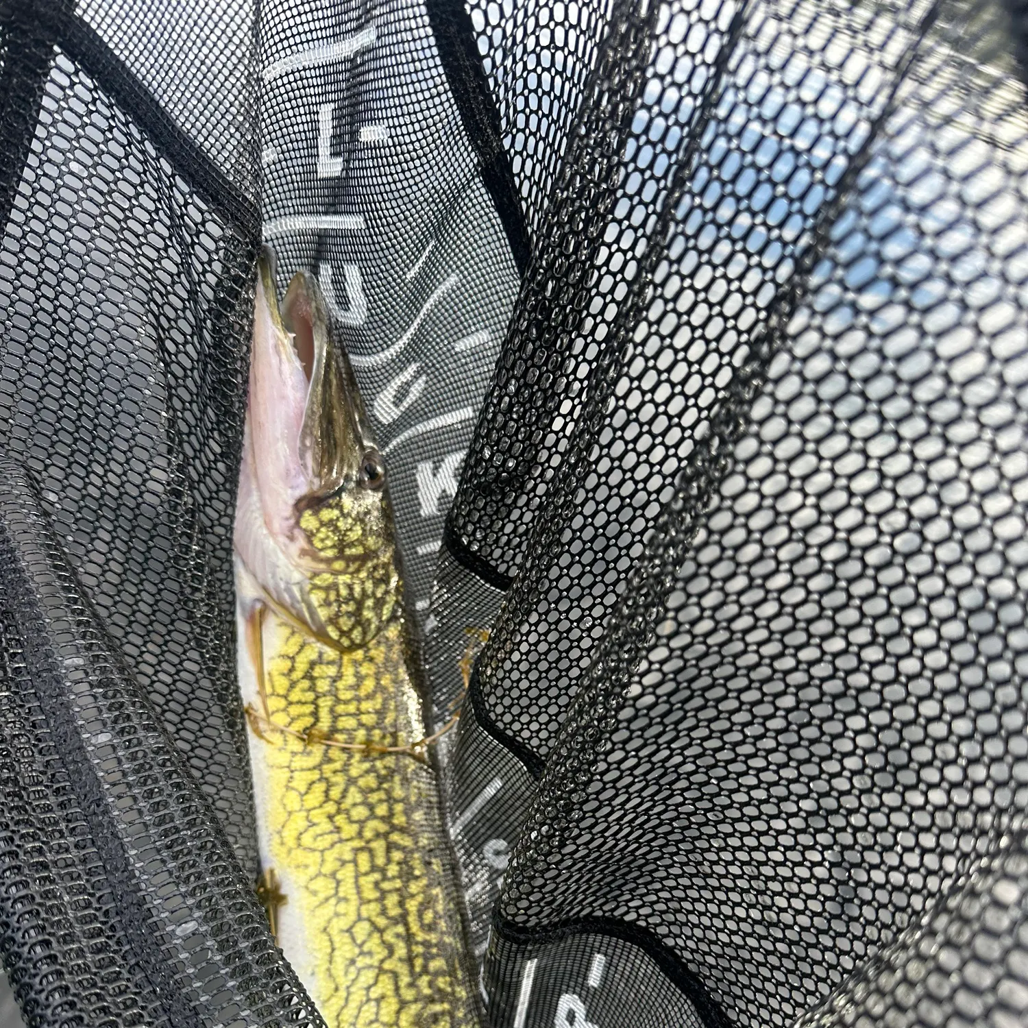 Chain pickerel caught on Fishbrain