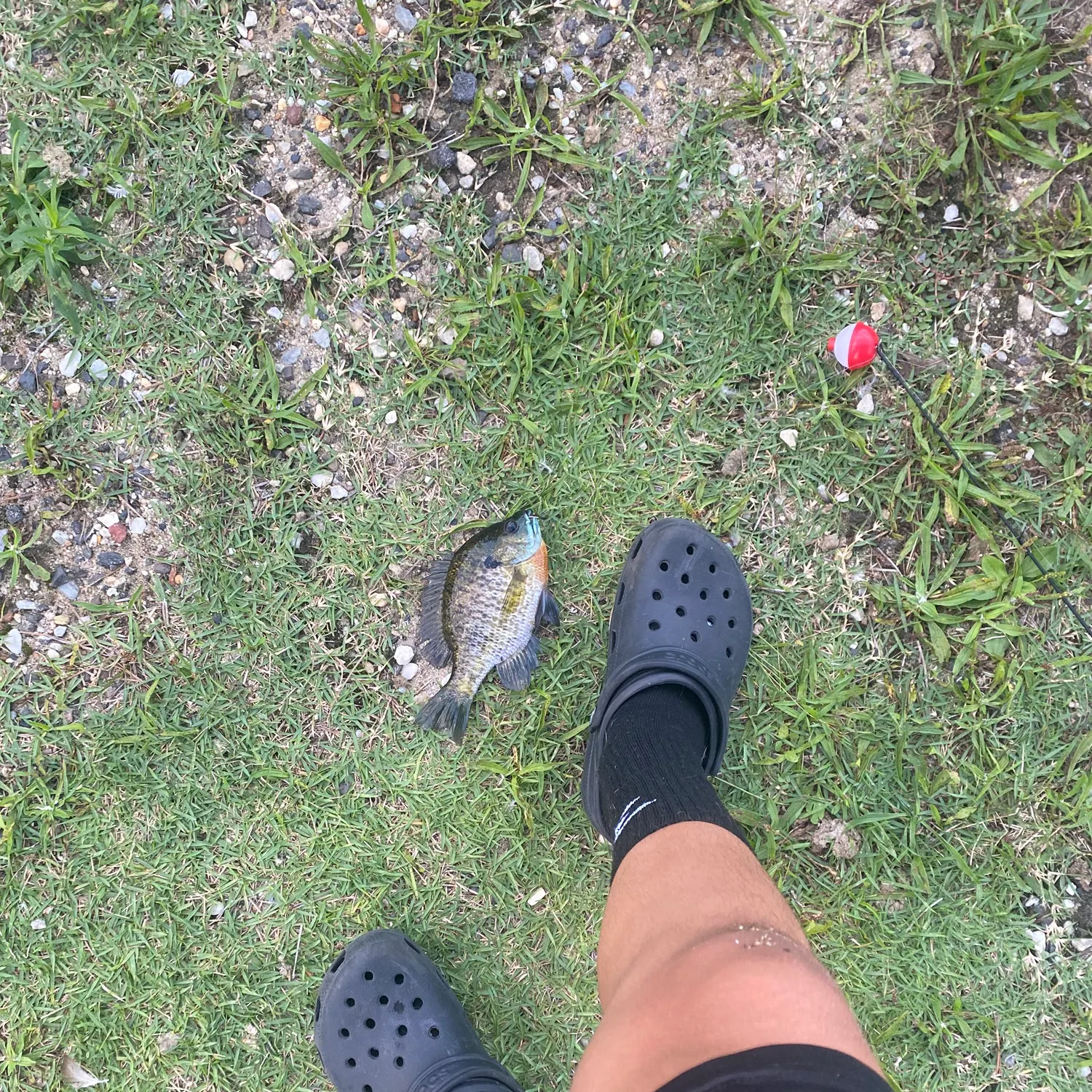 Bluegill caught on Fishbrain