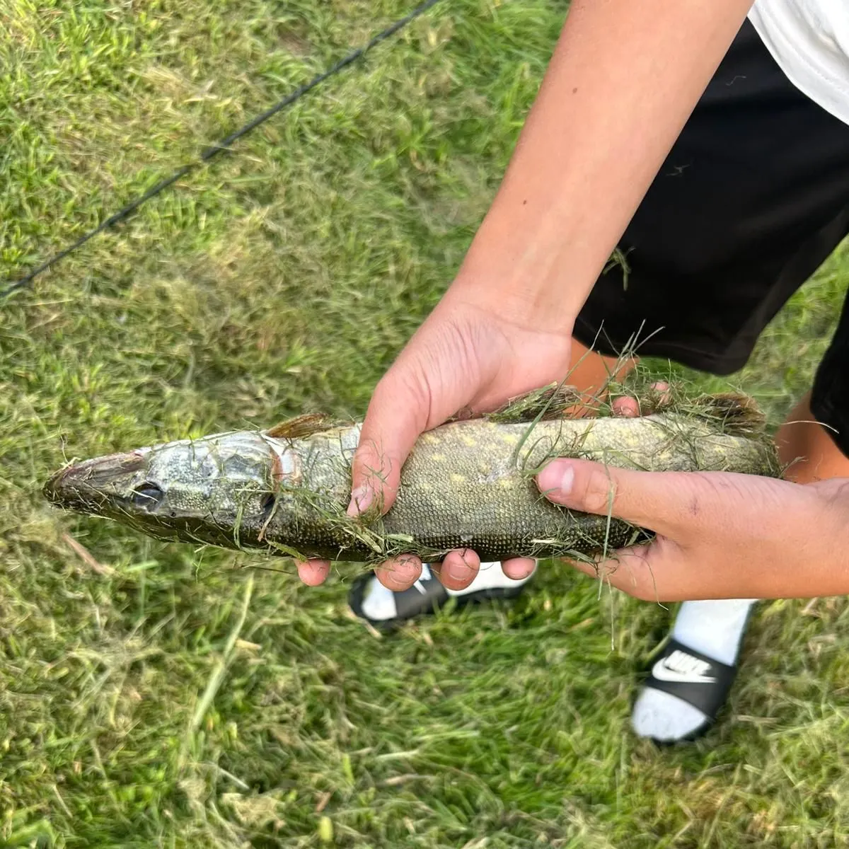 Northern pike caught on Fishbrain