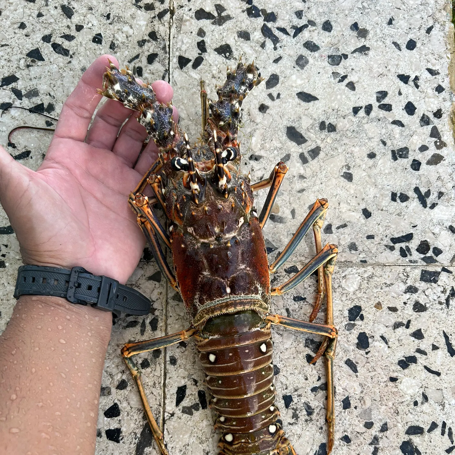most liked catch image