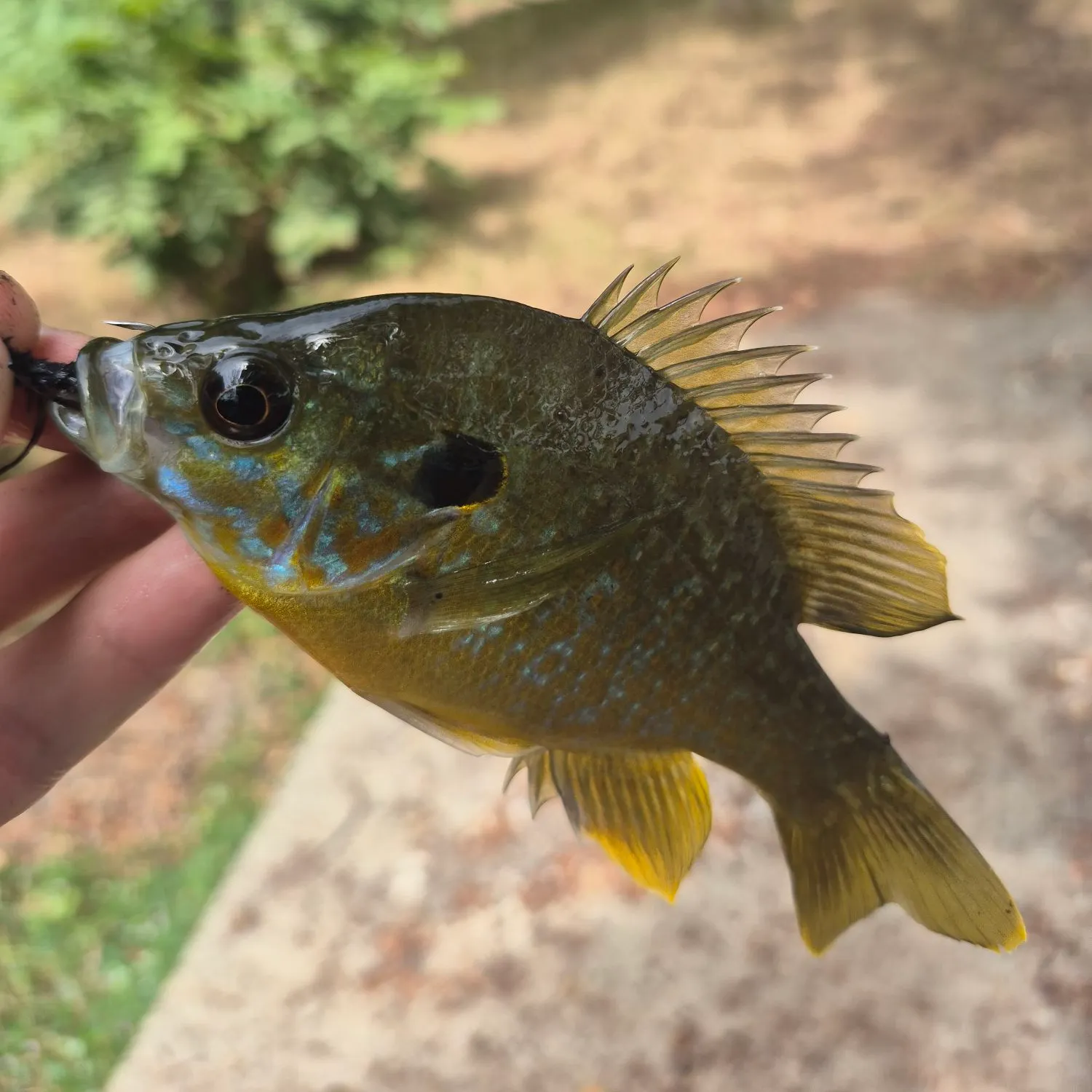 Greengill hybrid caught on Fishbrain