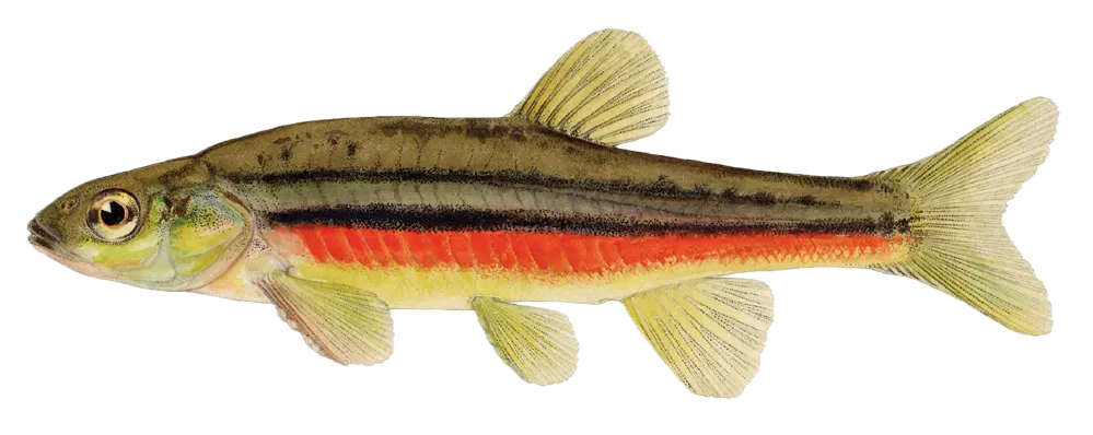 Northern redbelly dace