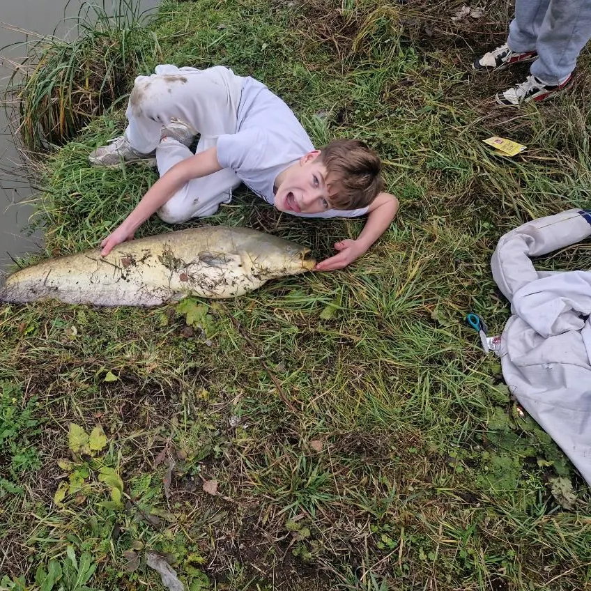 The most recent Wels catfish catches on Fishbrain