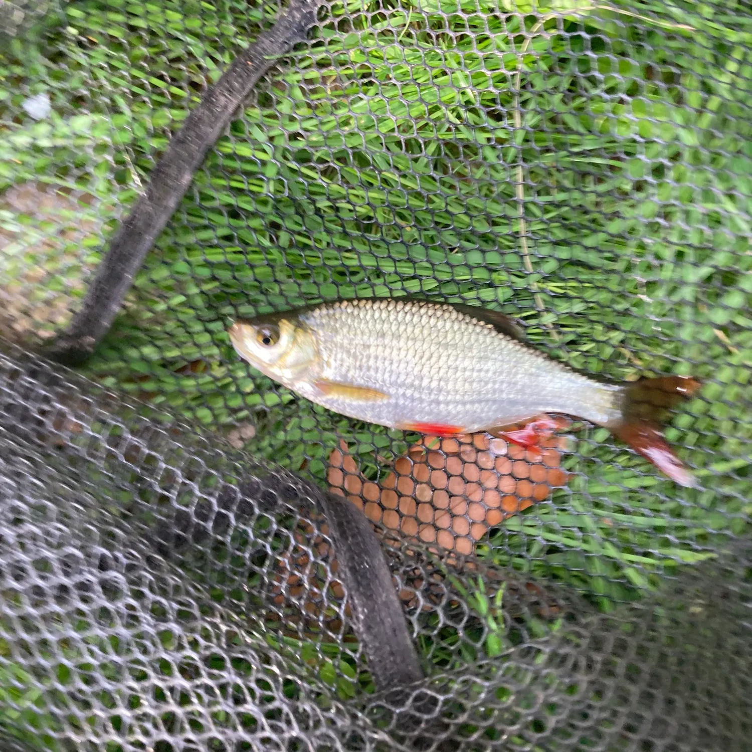 Common rudd caught on Fishbrain
