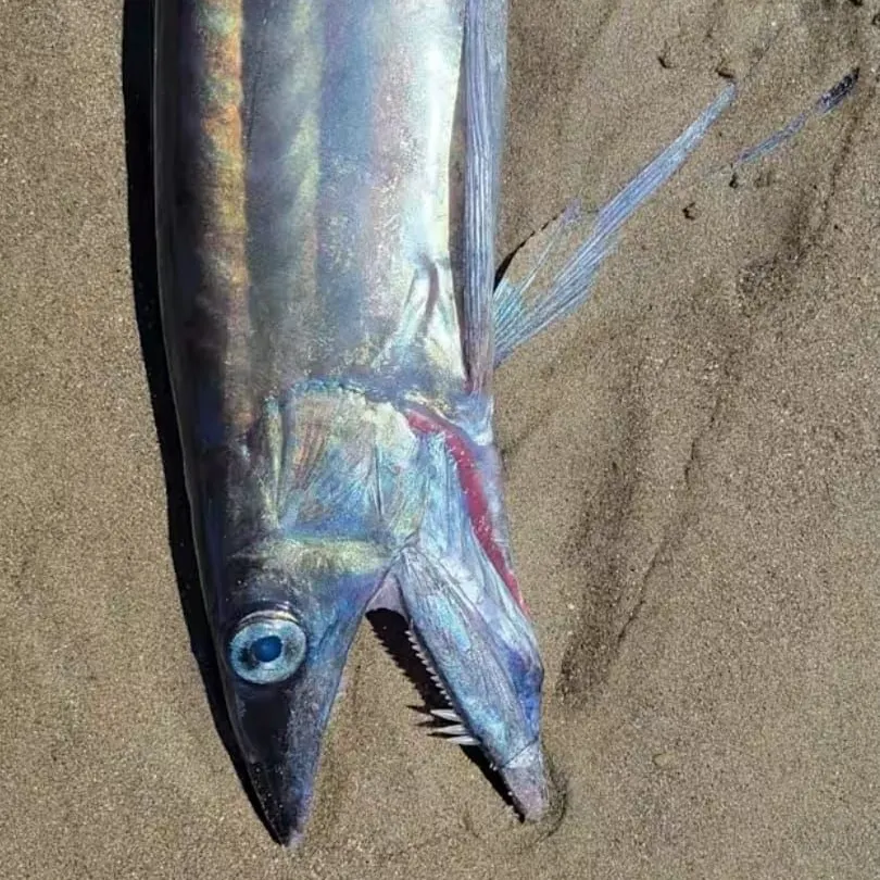 The most recent Pickhandle barracuda catches on Fishbrain