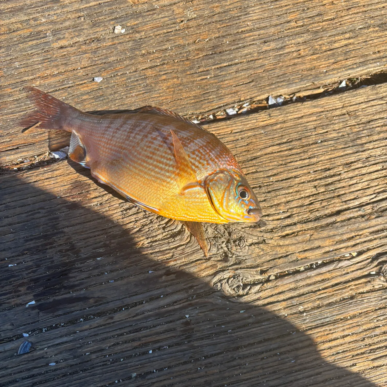 The most recent Rainbow surfperch catches on Fishbrain