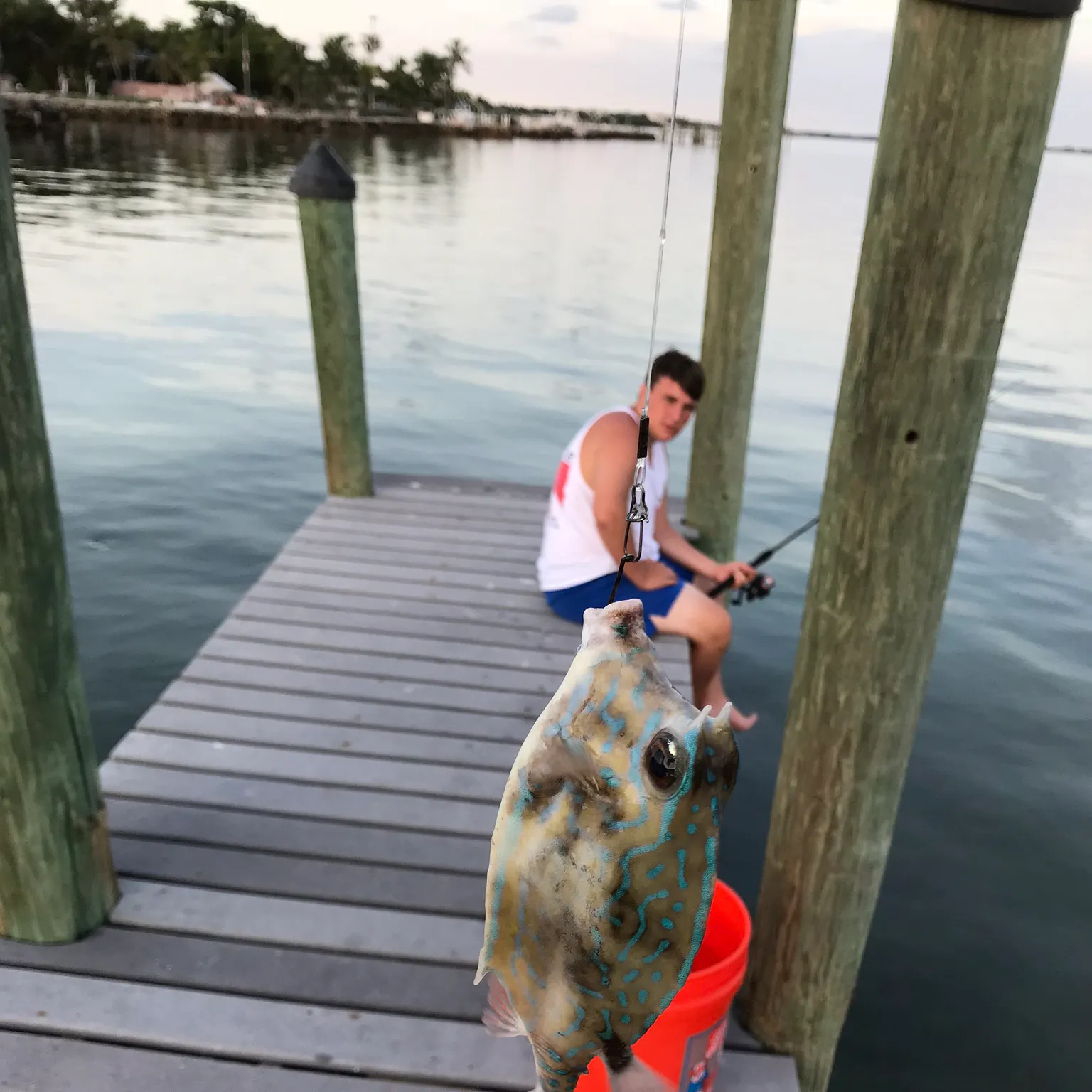 The most recent Scrawled cowfish catches on Fishbrain