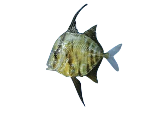 Mexican moonfish