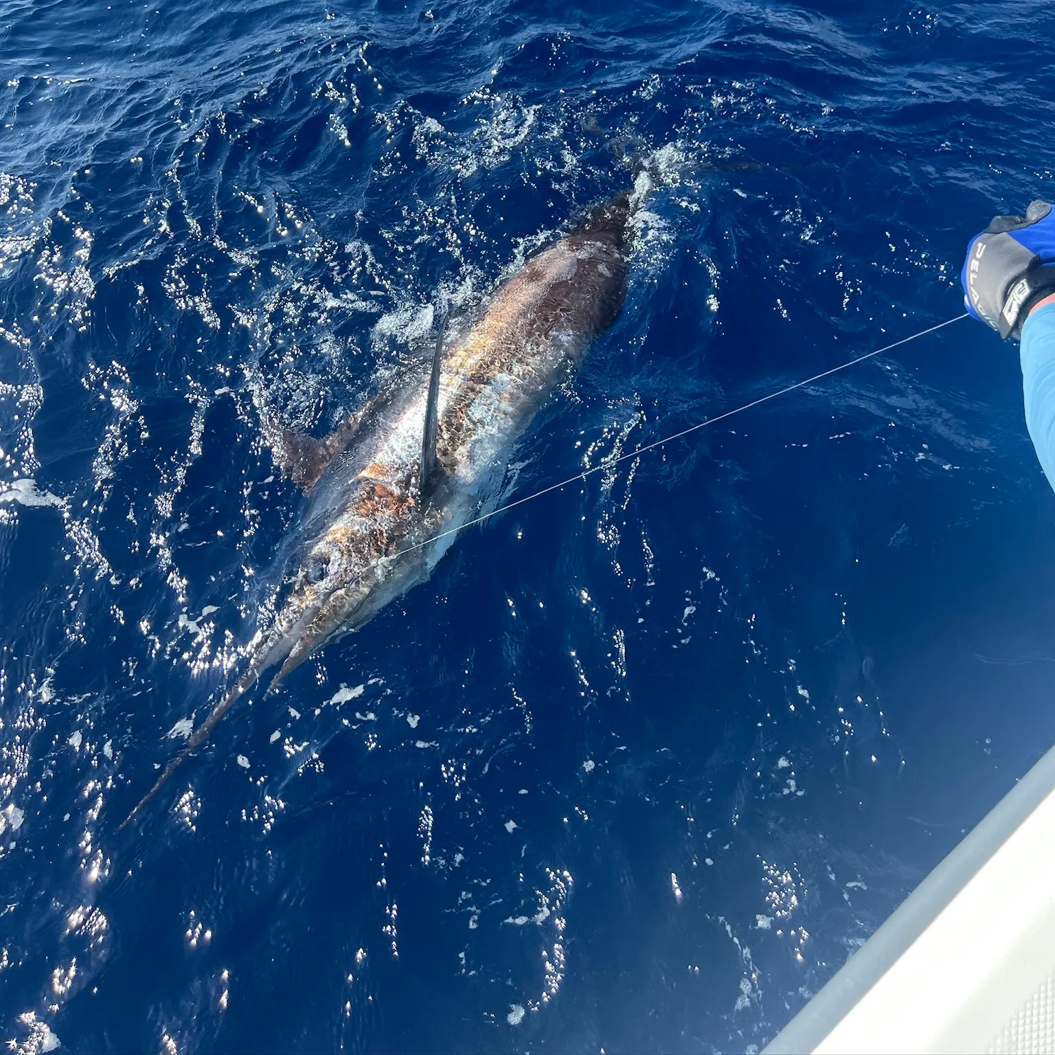 The most recent Atlantic blue marlin catches on Fishbrain