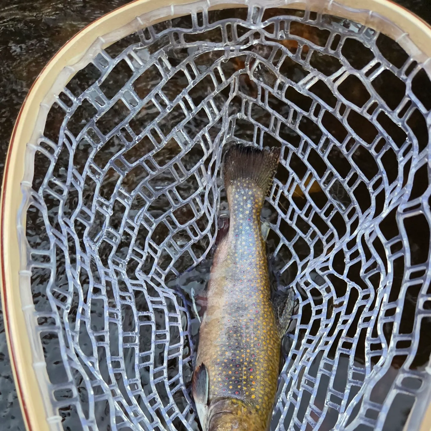Brook trout caught on Fishbrain