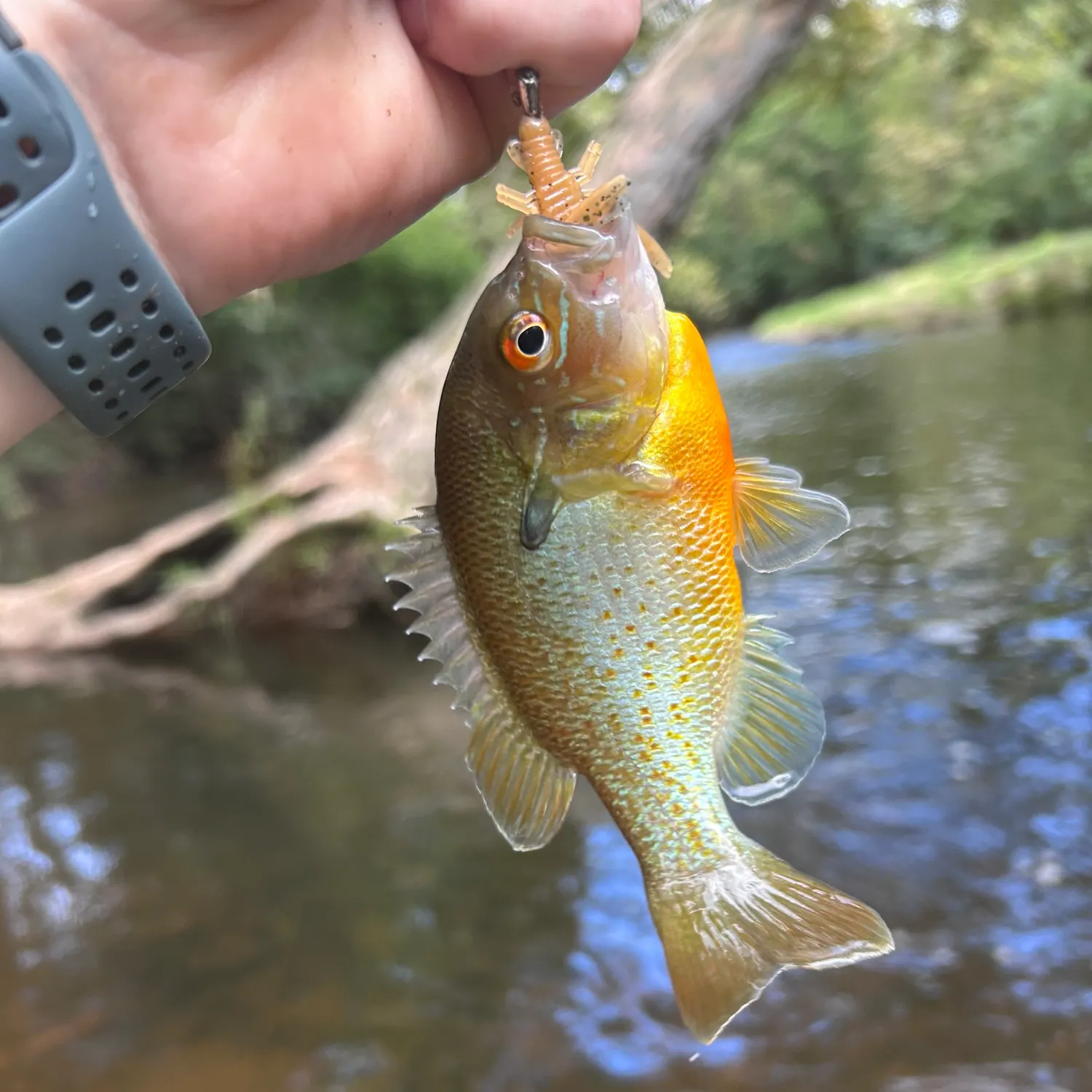 Redbreast sunfish caught on Fishbrain
