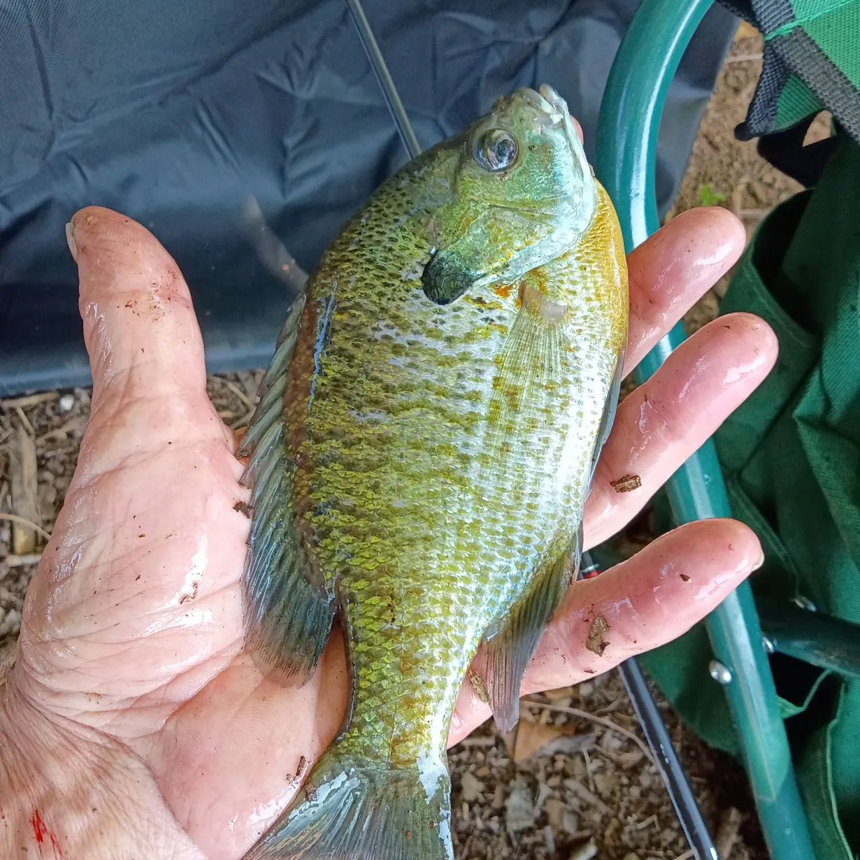 Bluegill caught on Fishbrain