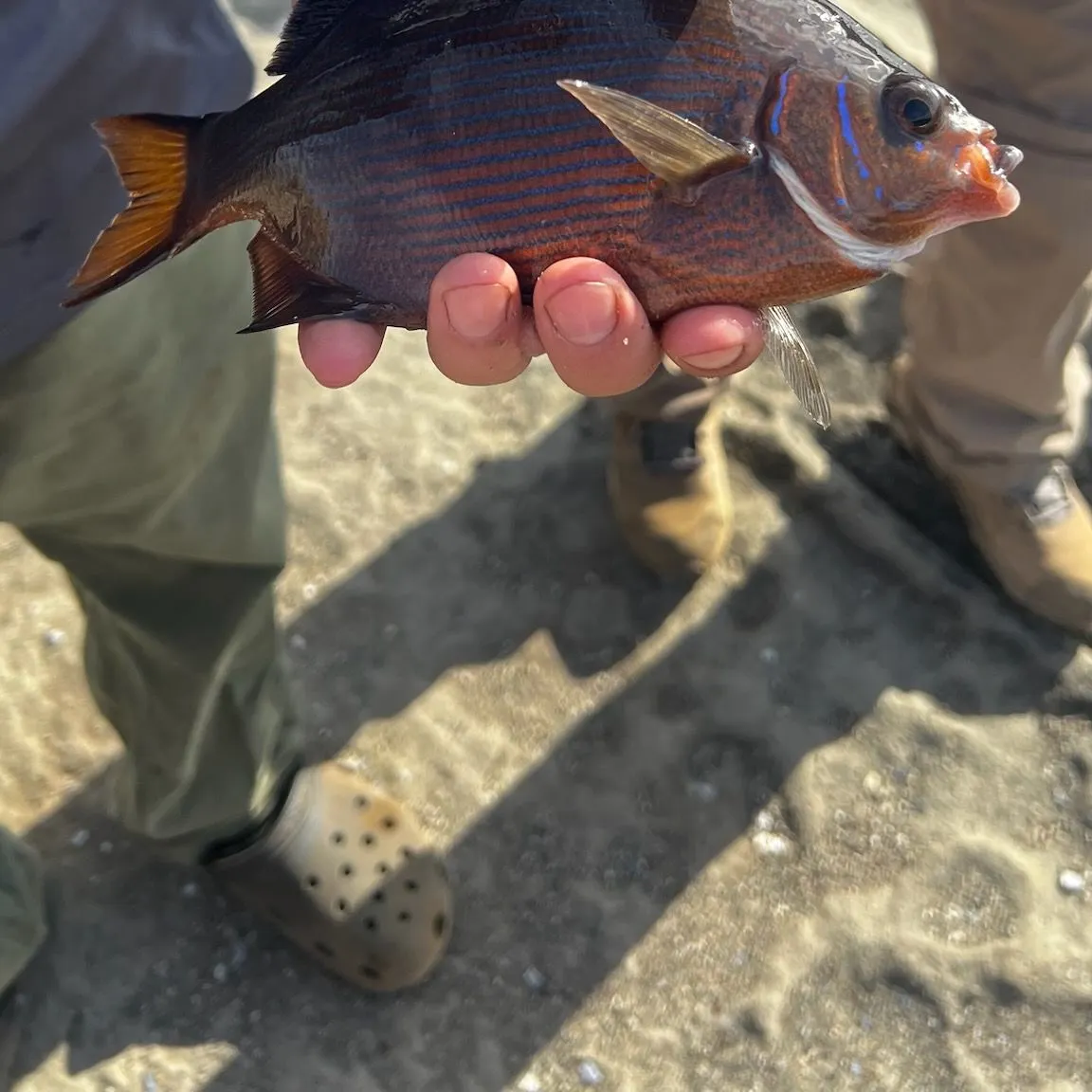 Striped seaperch caught on Fishbrain