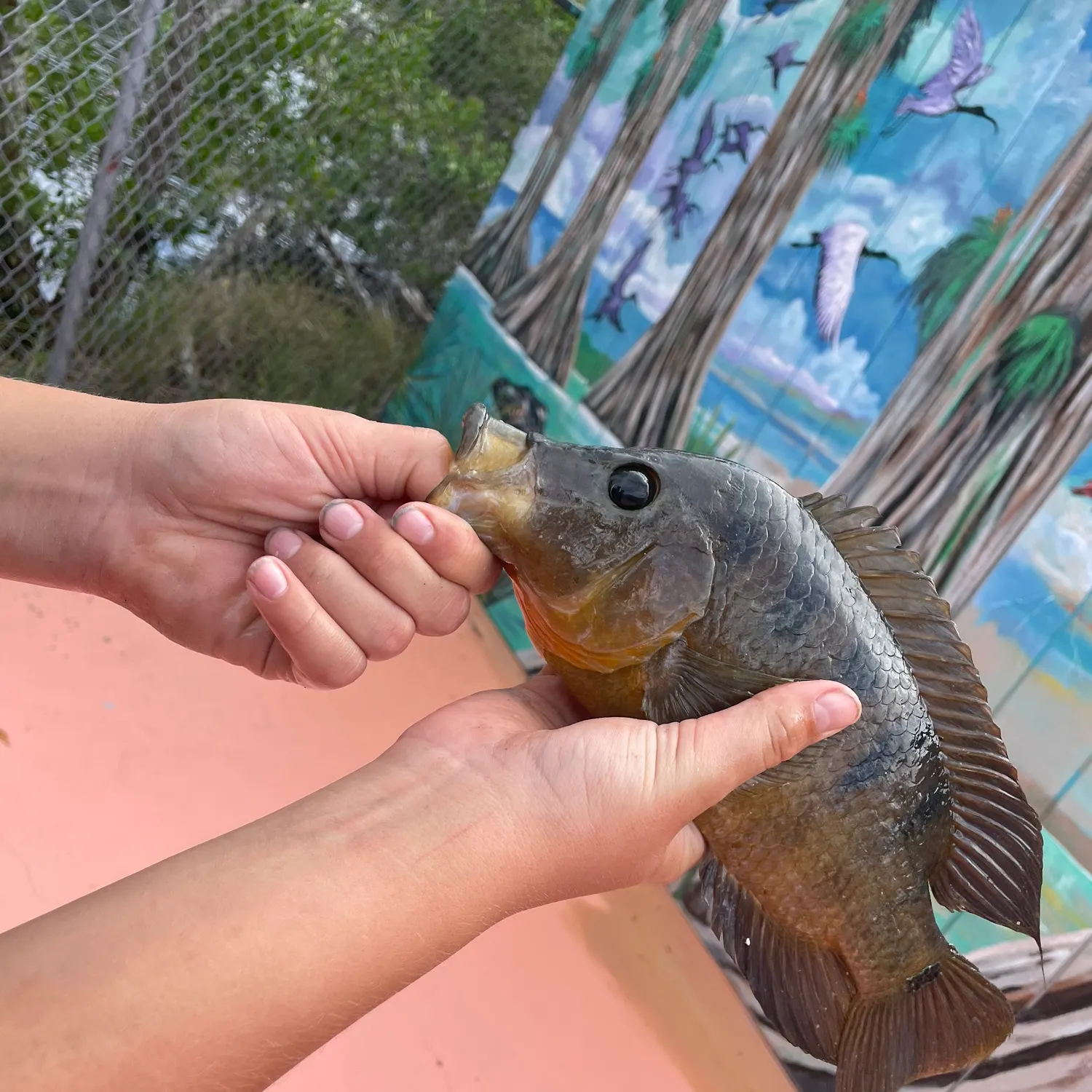 The most recent Spotted tilapia catches on Fishbrain