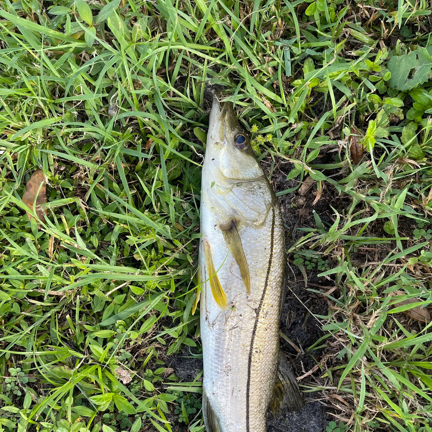 The most recent Fat snook catches on Fishbrain