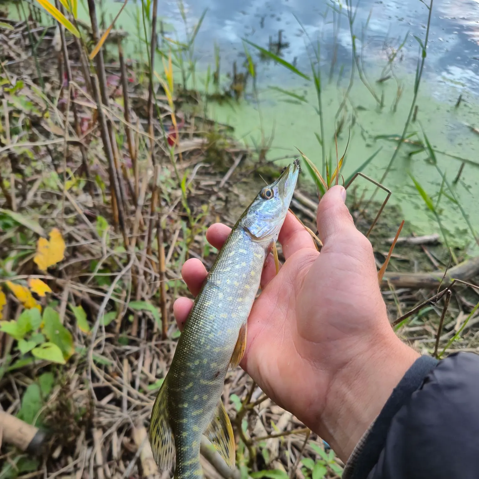 Northern pike caught on Fishbrain