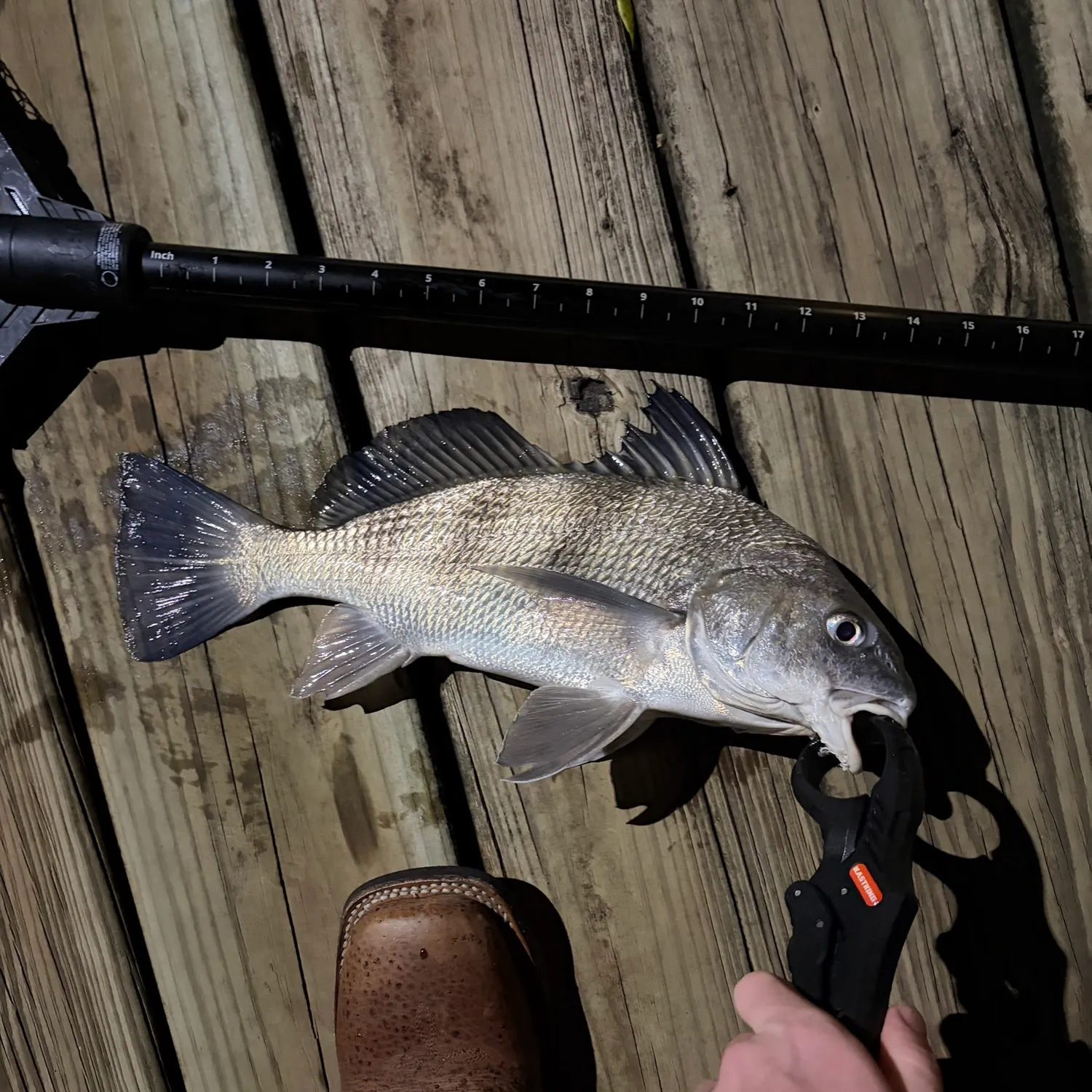 The most recent Black drum catches on Fishbrain