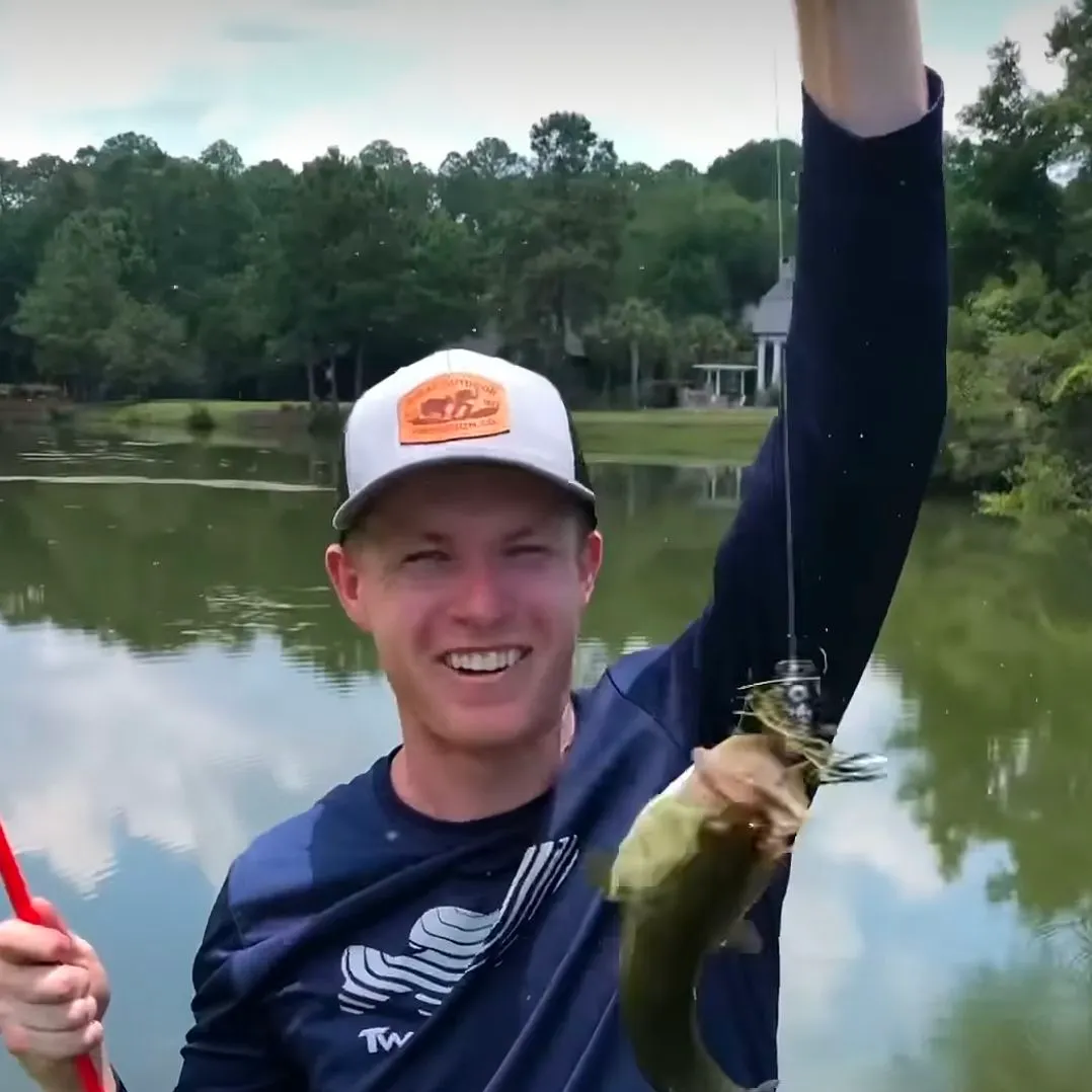 The most recent Silver catfish catches on Fishbrain
