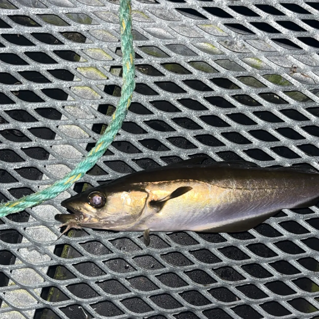 Pollack caught on Fishbrain
