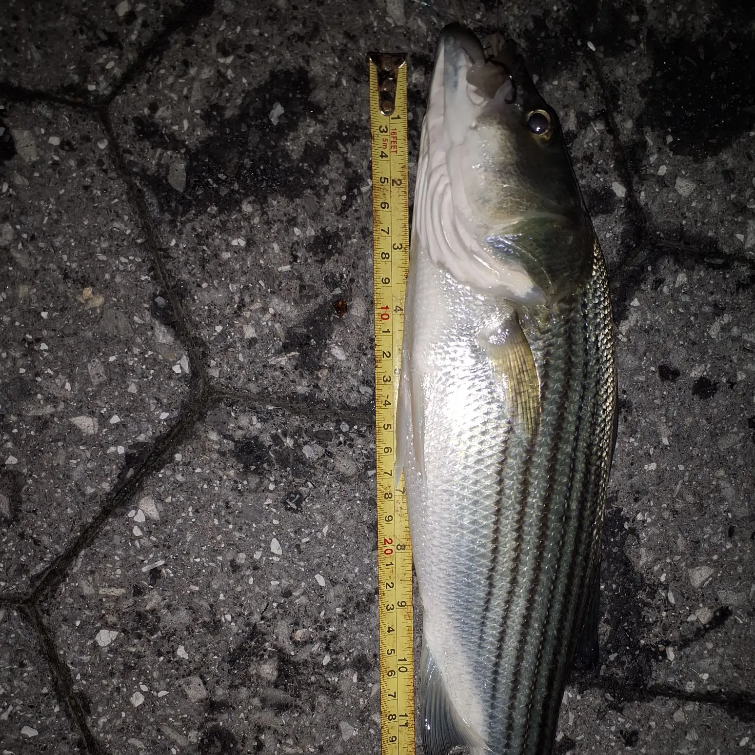 Striped bass caught on Fishbrain