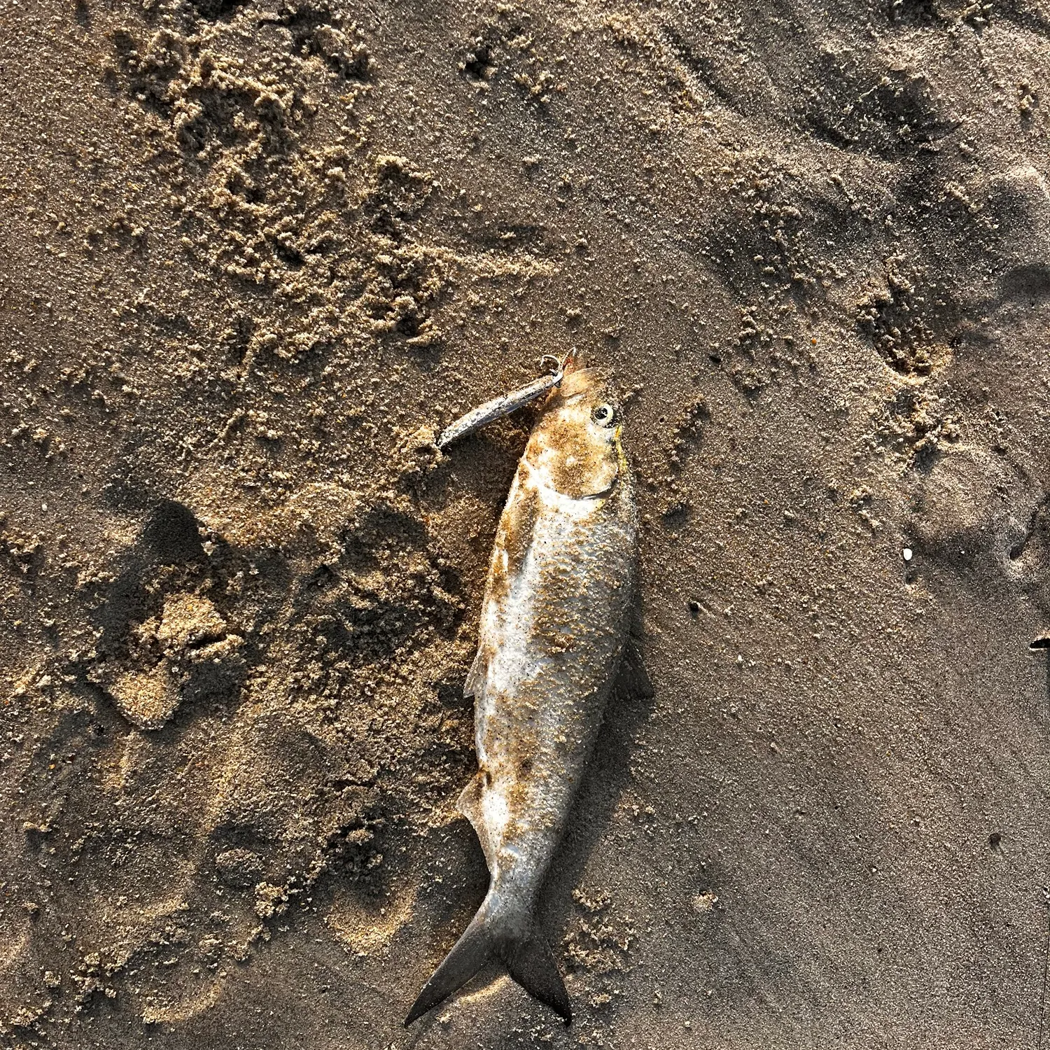 The most recent American shad catches on Fishbrain