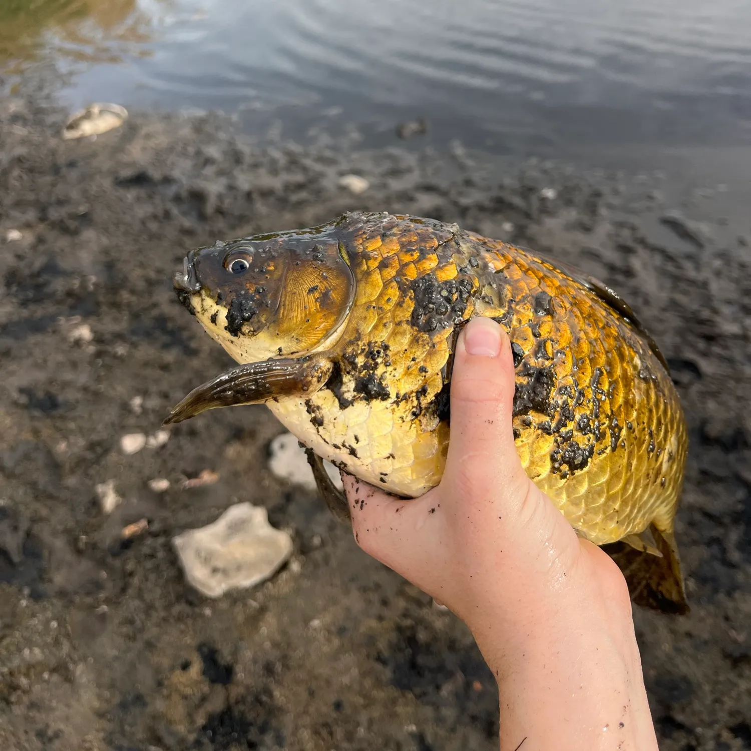 Koi carp caught on Fishbrain