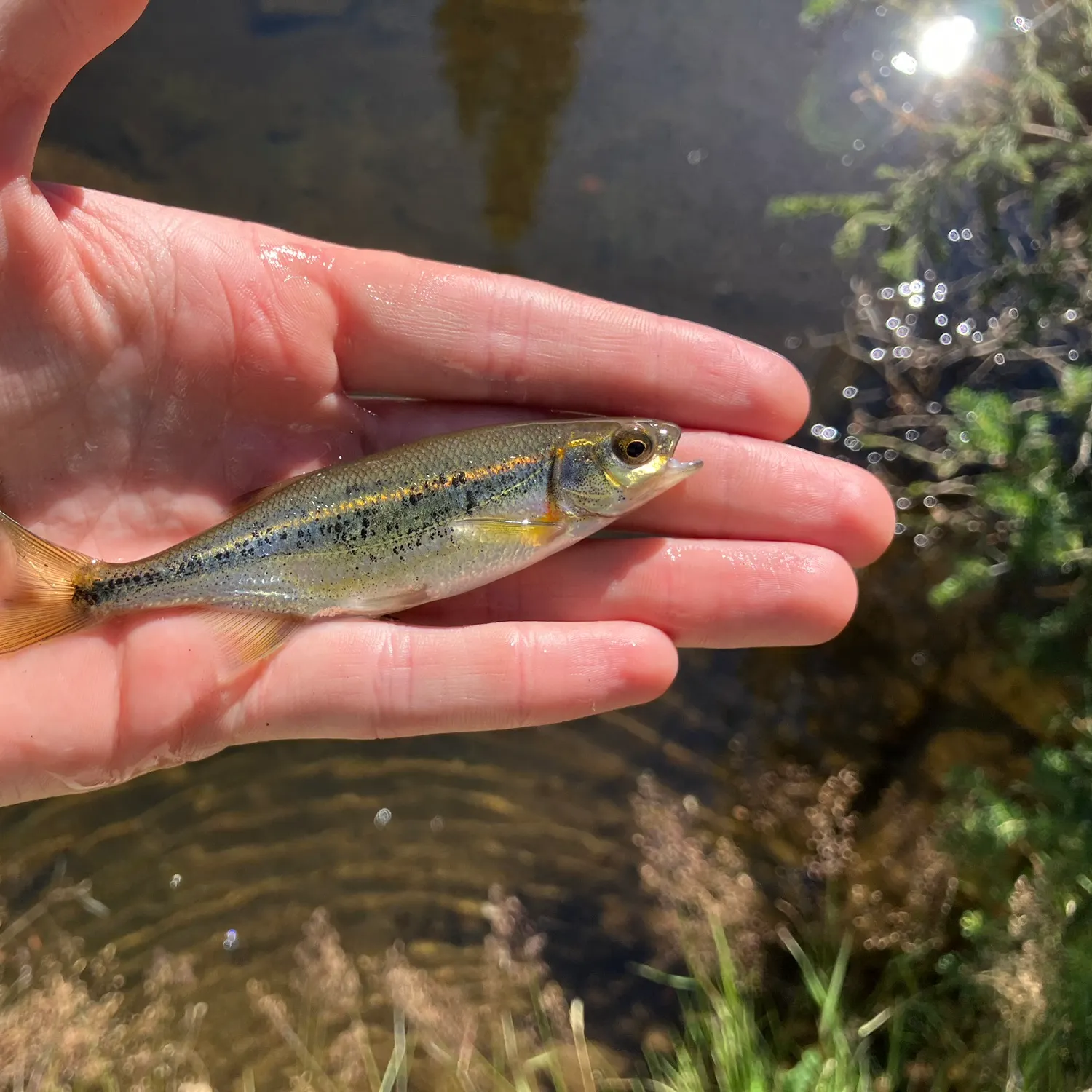 The most recent Redside shiner catches on Fishbrain